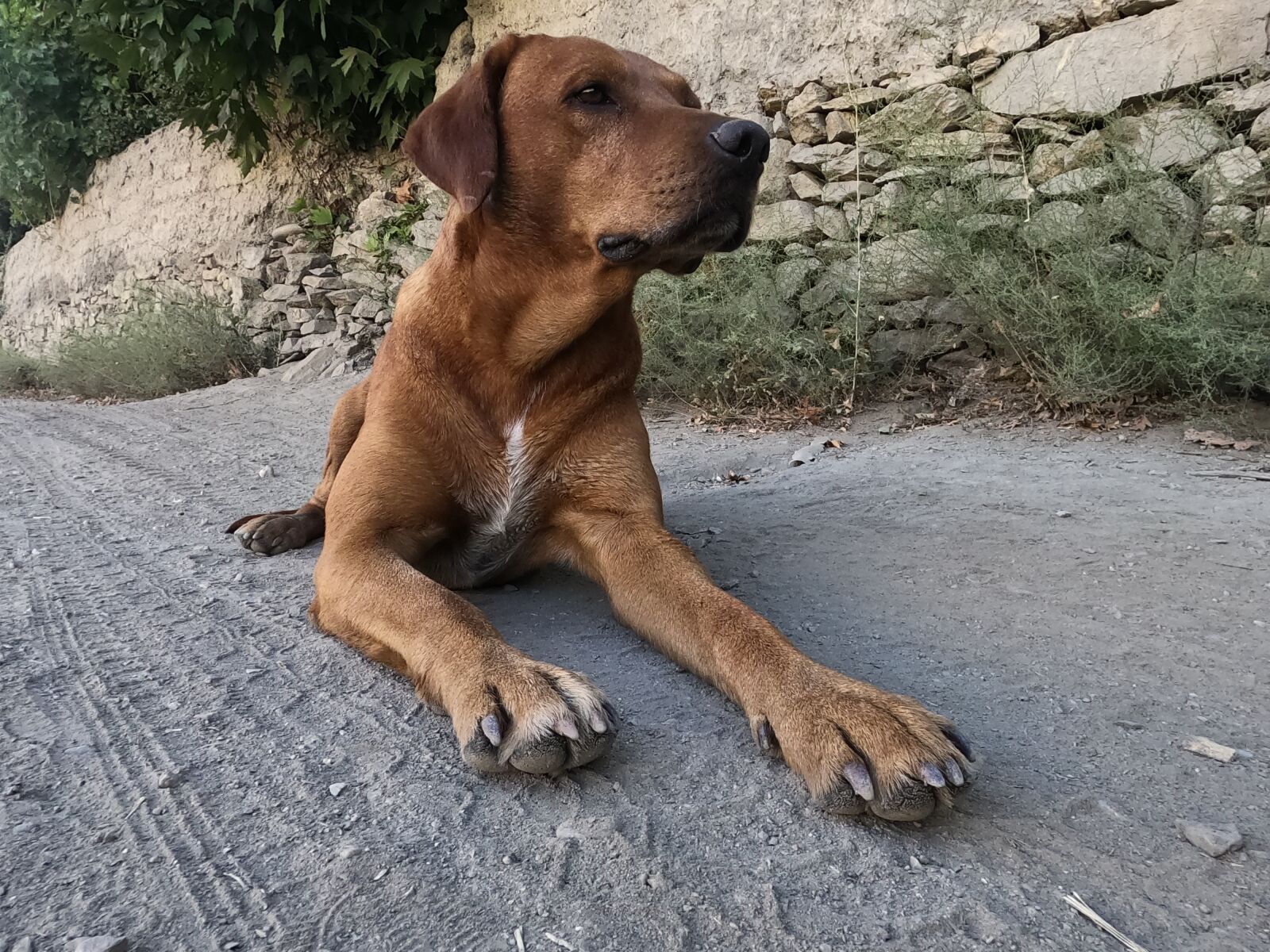 GoPro Hero8 Black sample photo. Dog, pet, brown photography