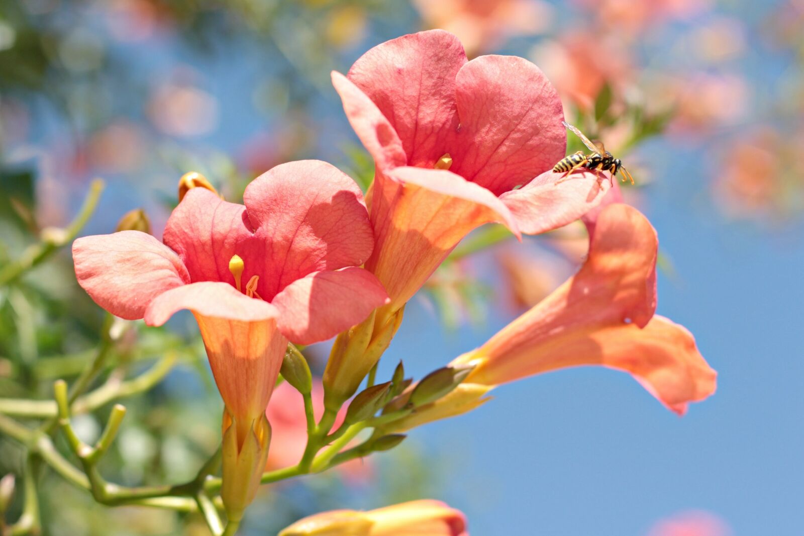 Canon EOS 700D (EOS Rebel T5i / EOS Kiss X7i) + Canon EF 50mm F1.8 II sample photo. Wasp, flower, nature photography