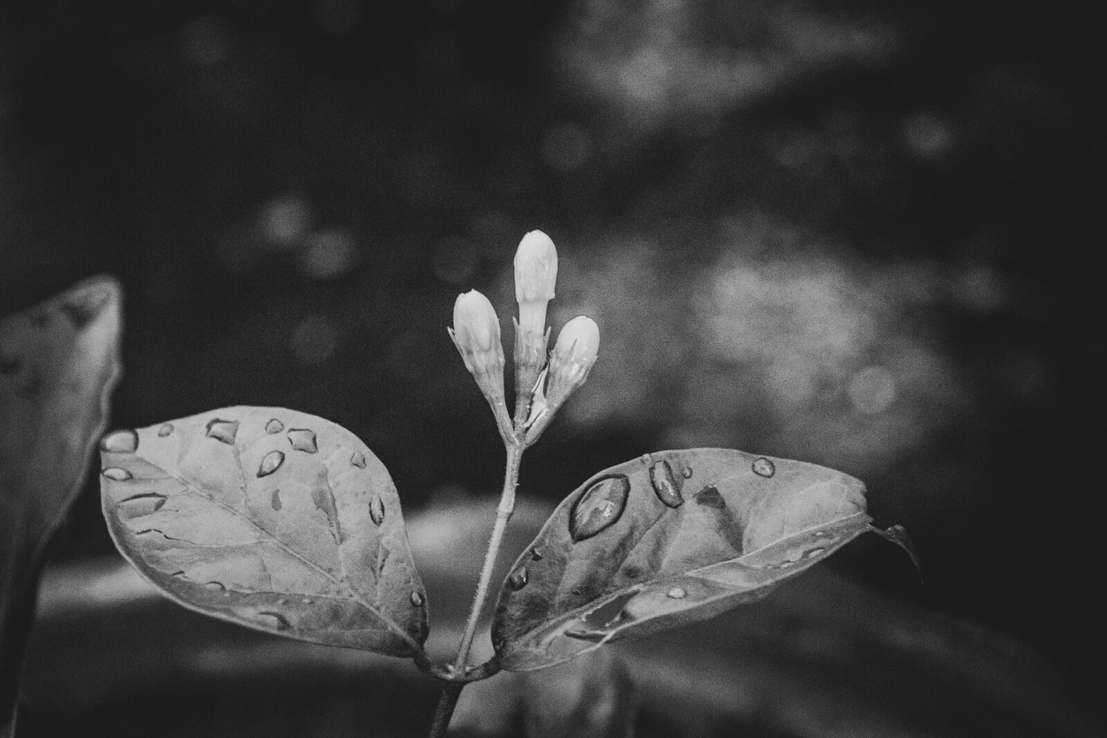 Nikon D3100 sample photo. Black and white, plant photography