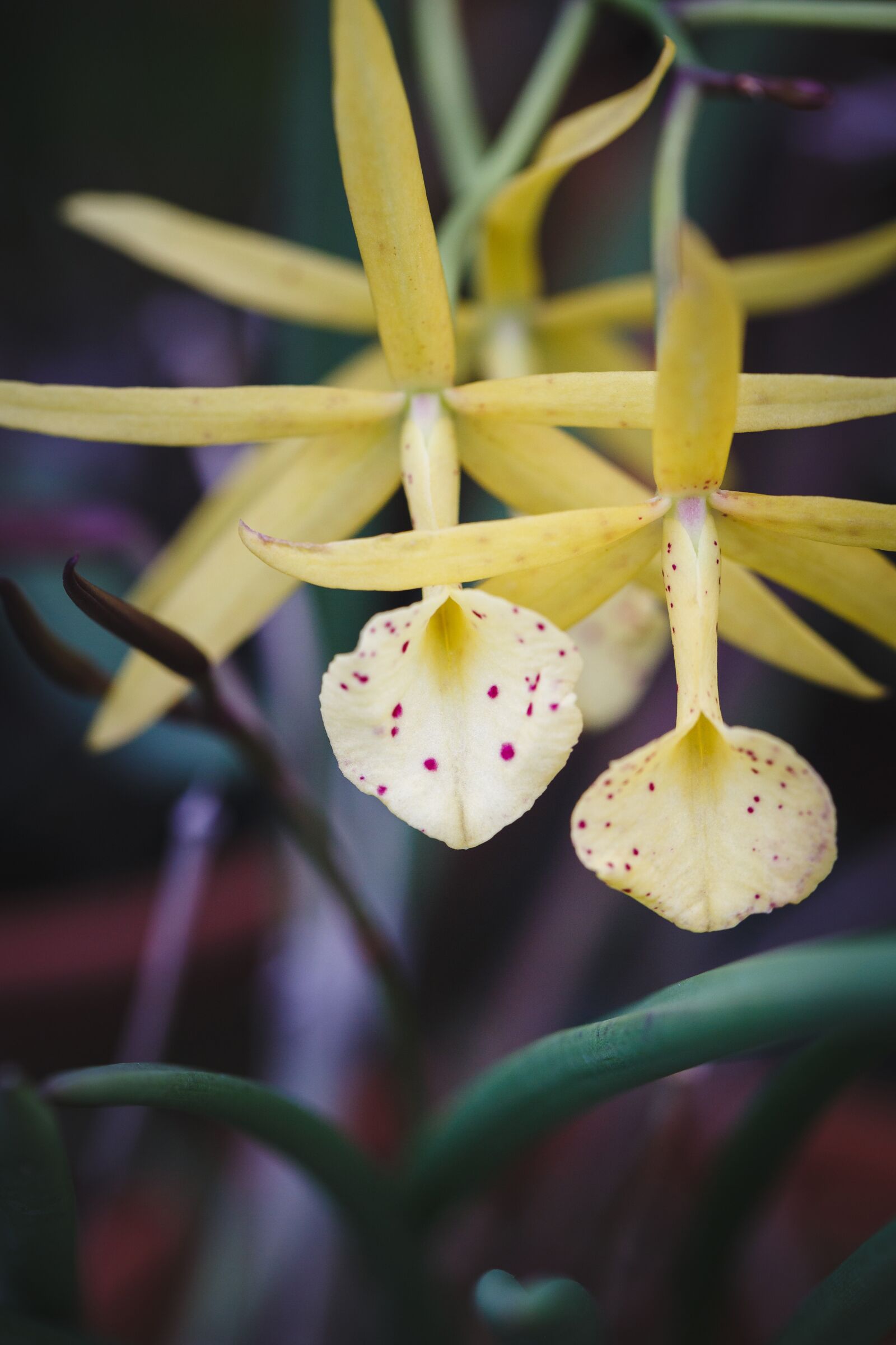 Canon EF 100mm F2.8L Macro IS USM sample photo. Natural pure, fresh, asia photography