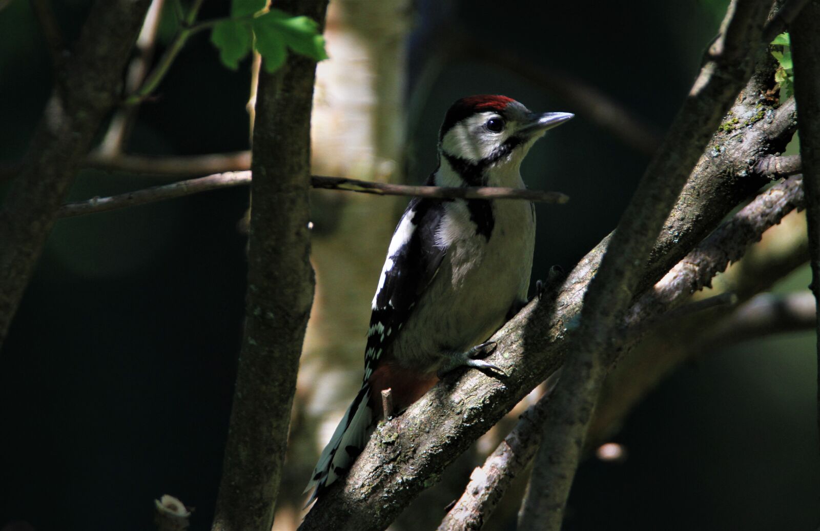 Canon EOS 7D + Tamron SP 150-600mm F5-6.3 Di VC USD sample photo. Great spotted woodpecker, young photography