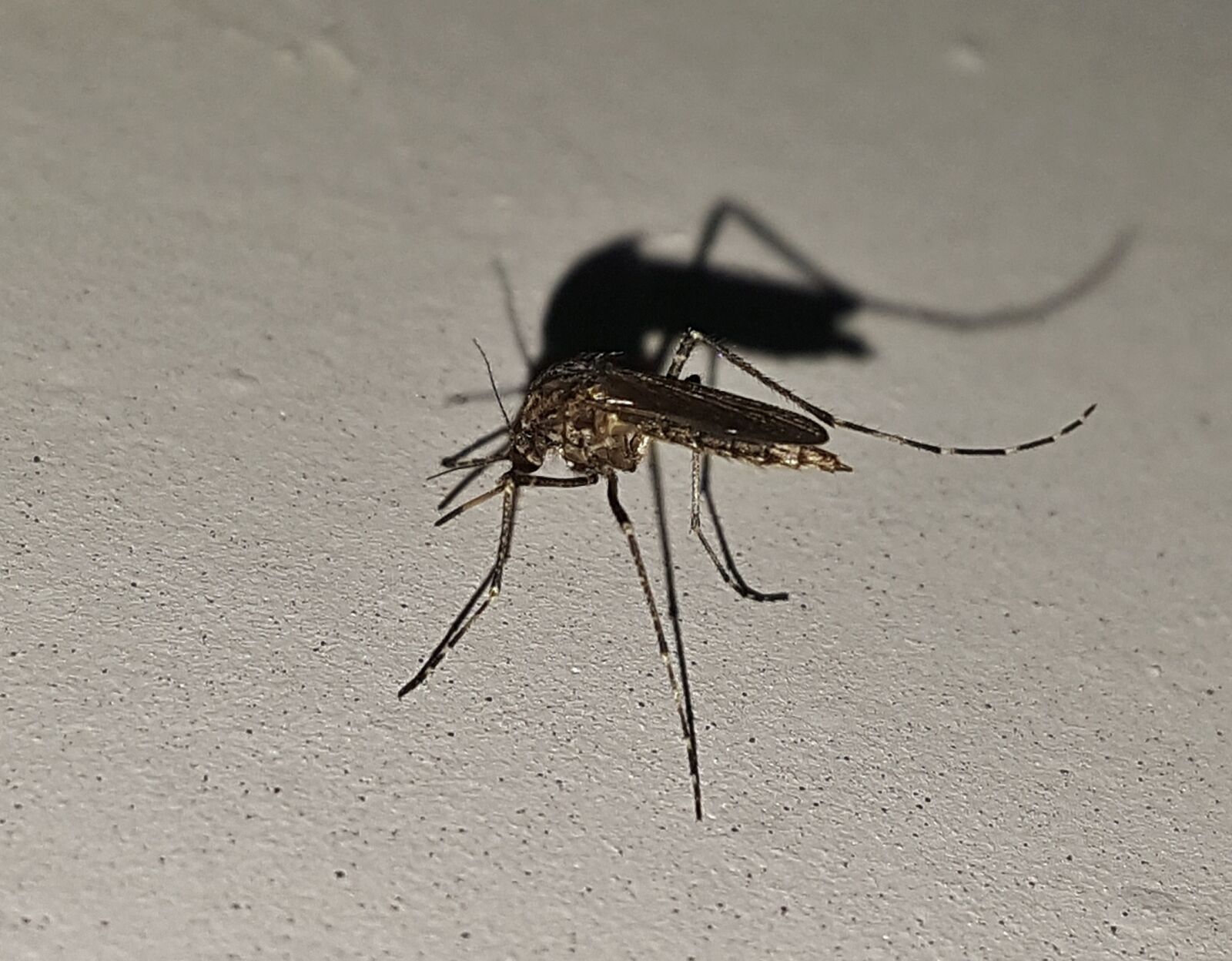 Samsung Galaxy Note5 sample photo. Mosquito, insect, winged insect photography
