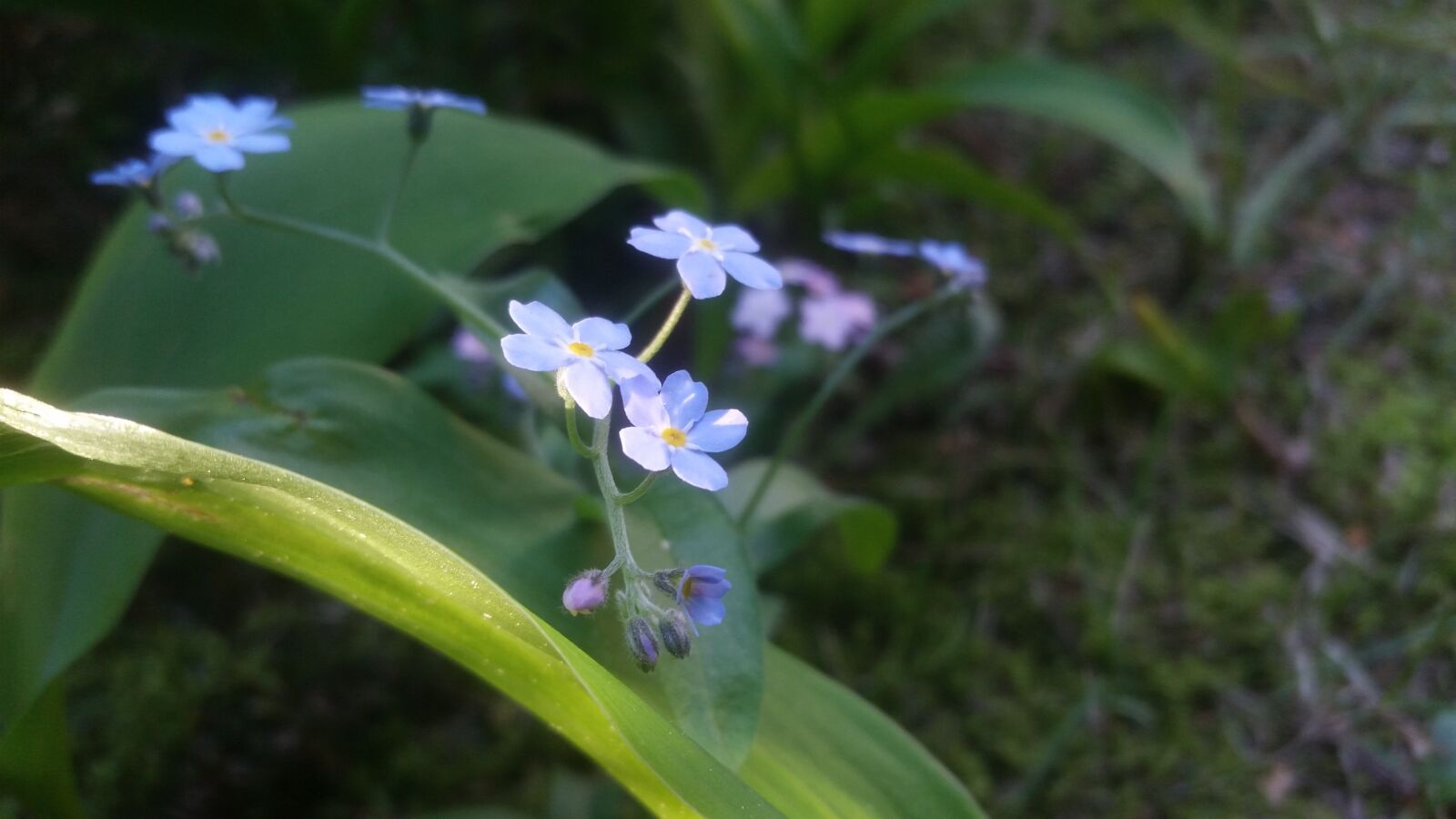 Samsung Galaxy S5 sample photo. Sun, flower, joy photography