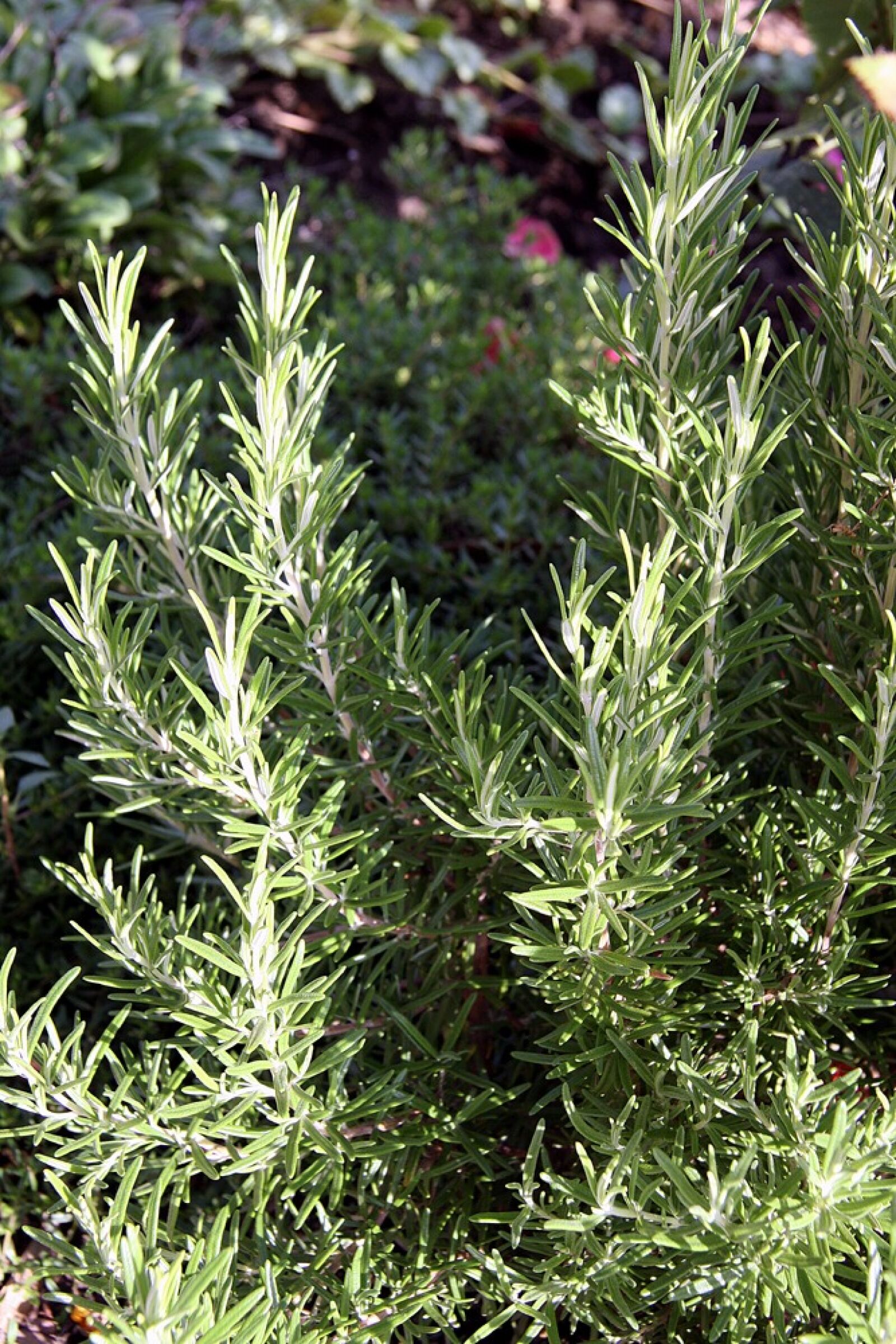 Canon EOS 40D sample photo. Rosemary, plant, spice photography