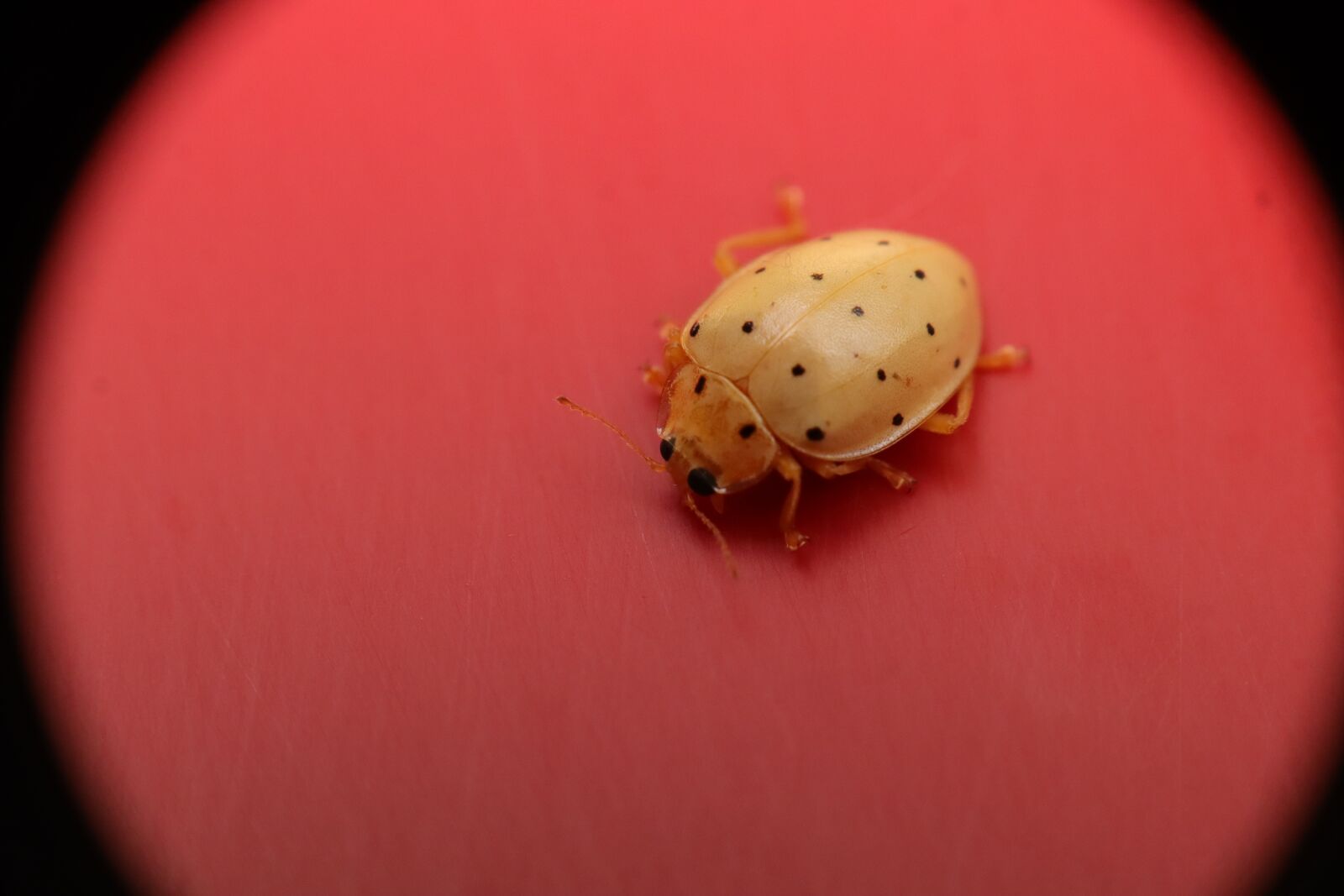 Canon EF-M 15-45mm F3.5-6.3 IS STM sample photo. Insects, coccinélidos, ladybugs photography