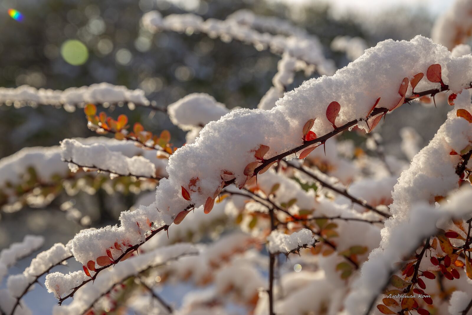 Canon EF 24-70mm F2.8L II USM sample photo. The first snow, snow photography