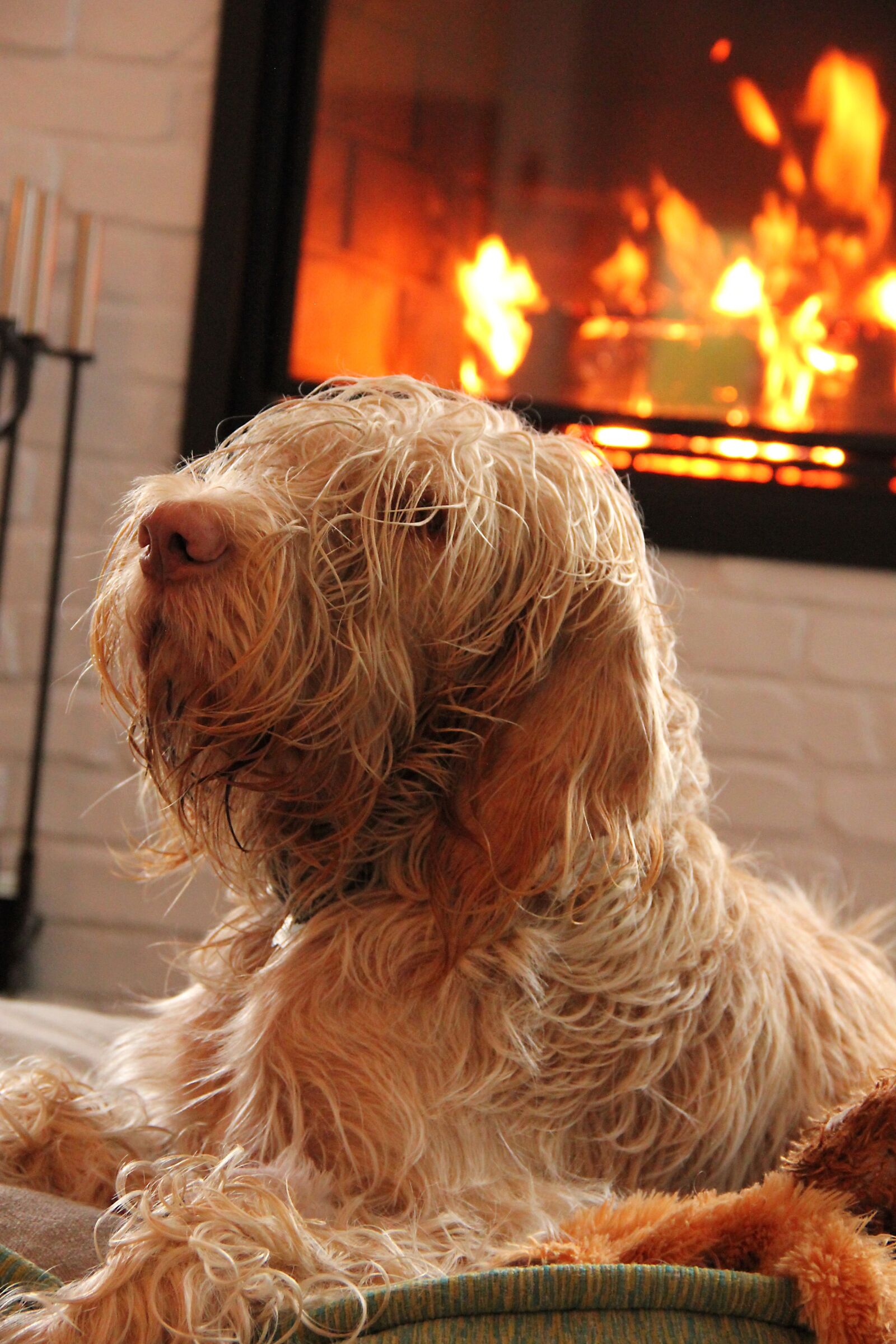 Canon EOS 550D (EOS Rebel T2i / EOS Kiss X4) sample photo. Dog, fire, home photography