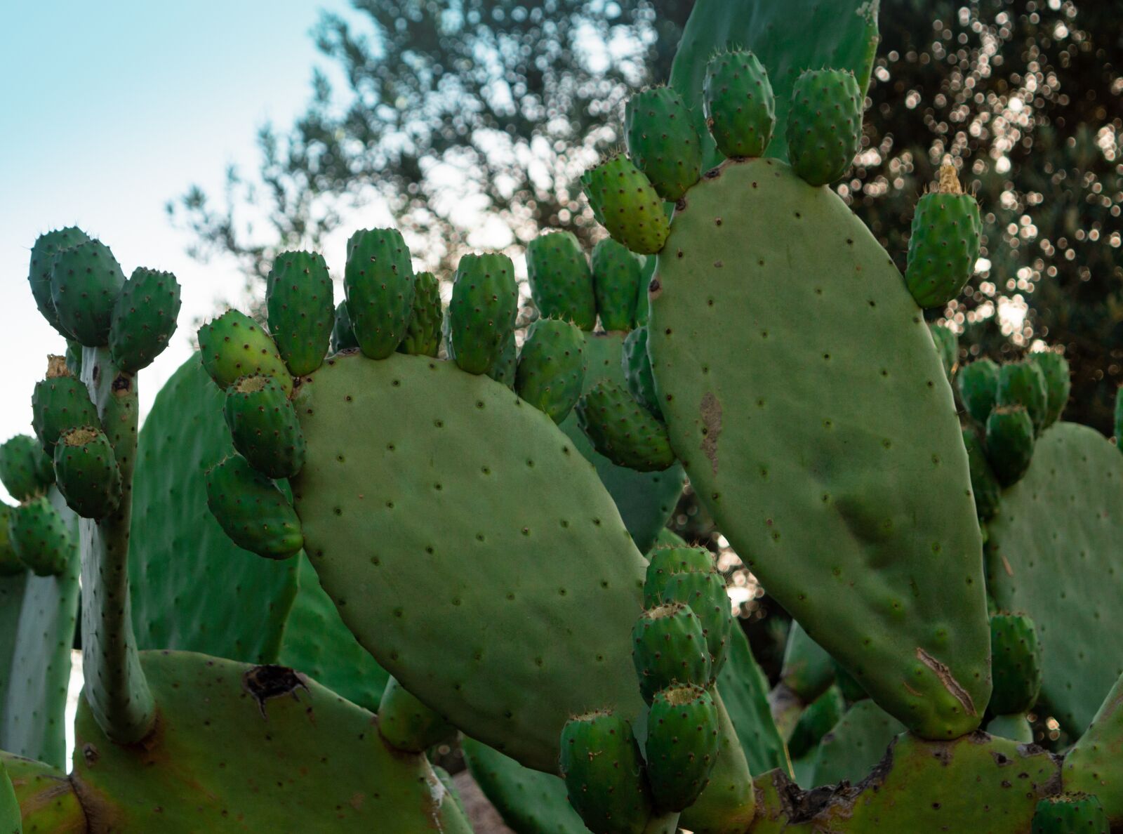 Nikon D3200 sample photo. Cactus, plant, nature photography