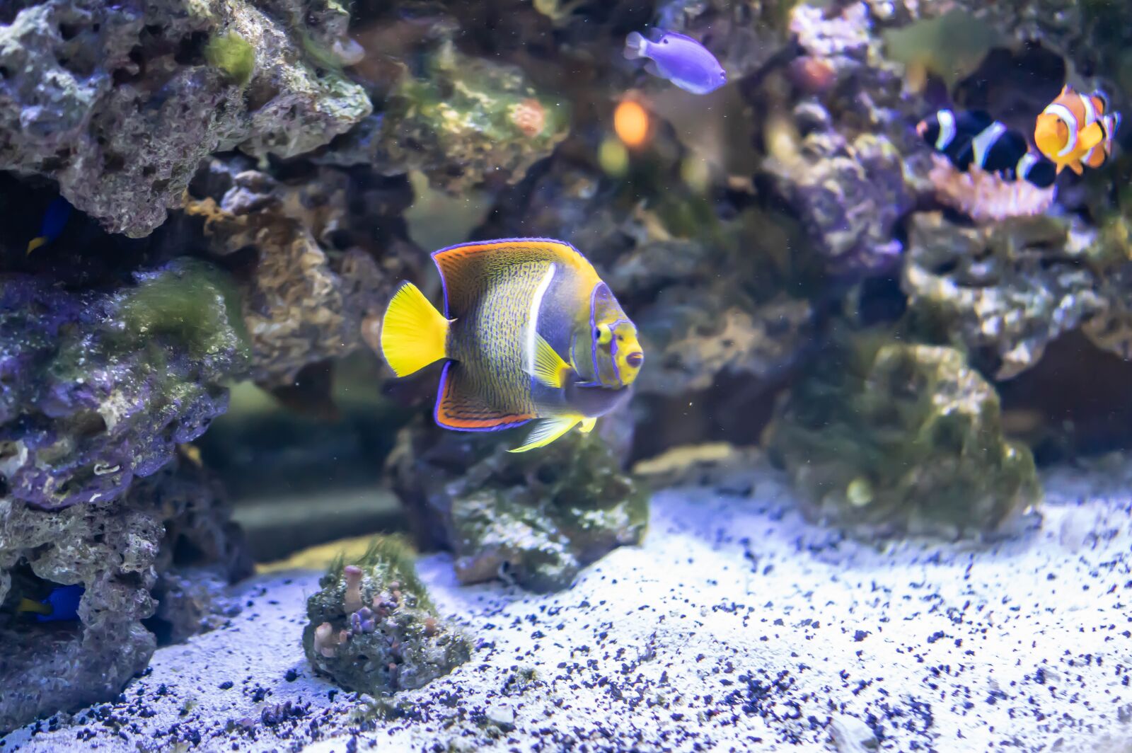 Sony Cyber-shot DSC-RX1R II sample photo. Tropical fish, underwater, exotic photography