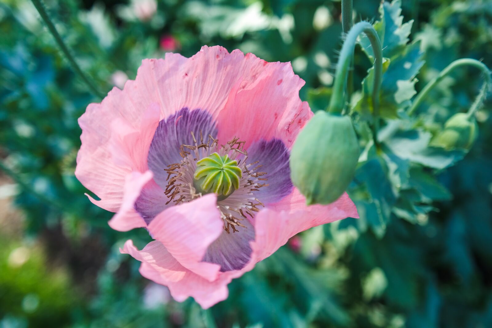 Samsung NX300 sample photo. Poppy, blossom, bloom photography