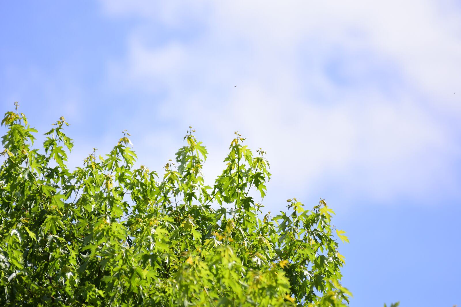 Nikon D7200 sample photo. Tree, nature, natural photography
