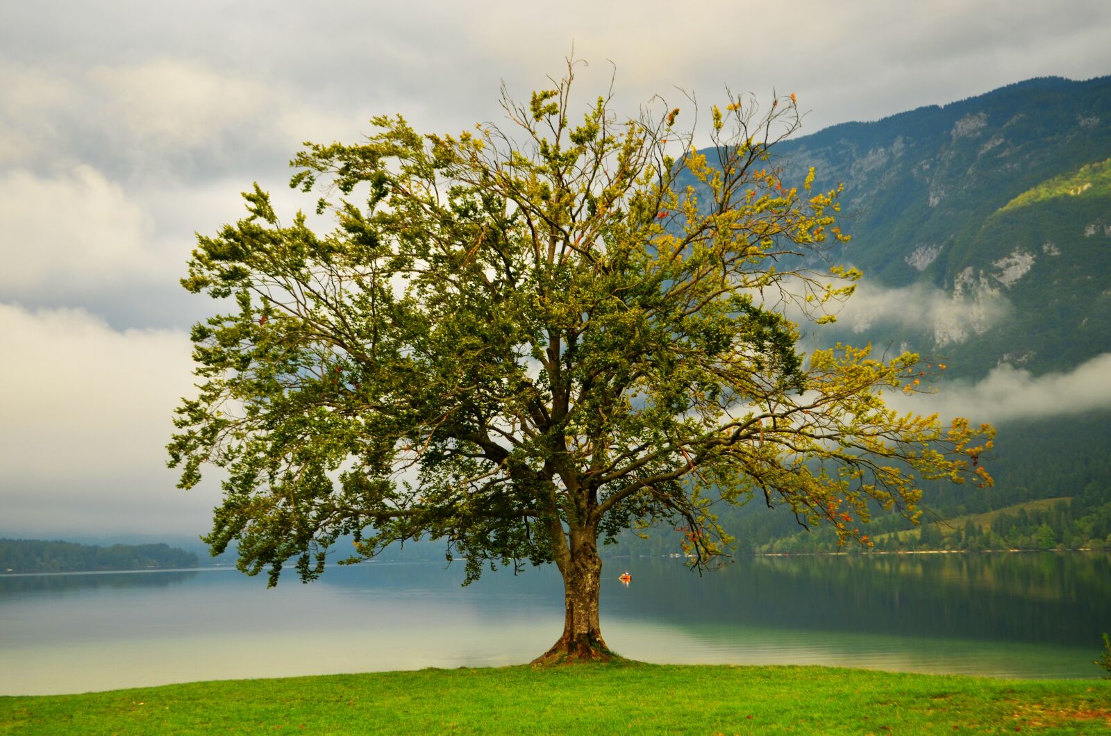 Nikon D5100 sample photo. Tree, lake, nature photography