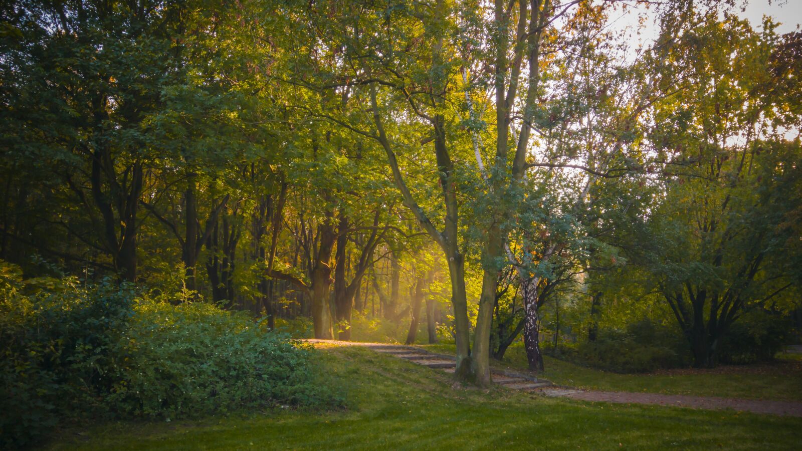 LG G4 sample photo. Park, green, tree photography