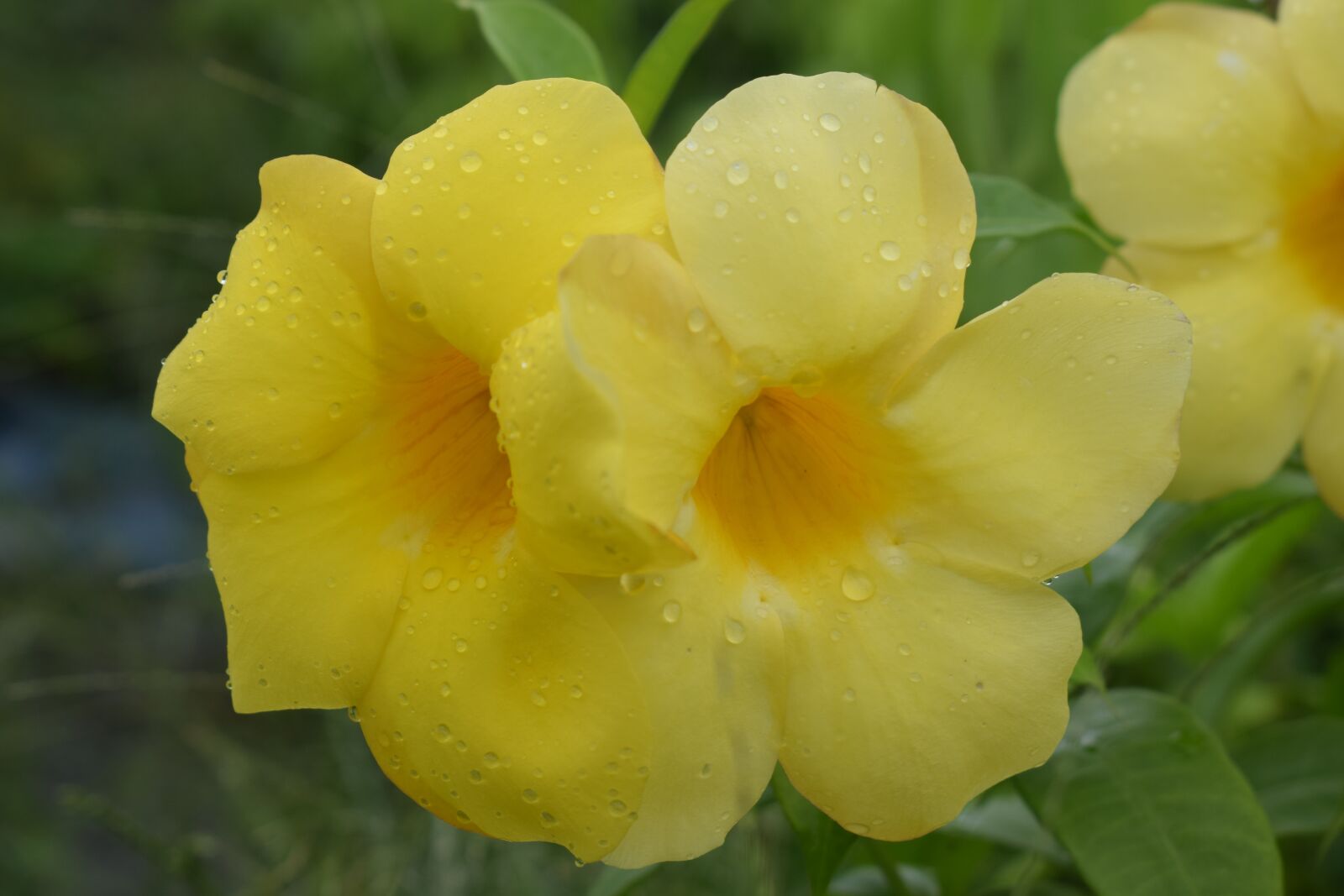 Nikon D3300 sample photo. Nature, flower, flora photography