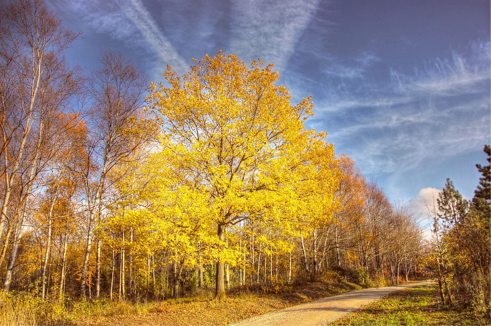 Nikon D40 sample photo. Autumn, leaves, nature photography