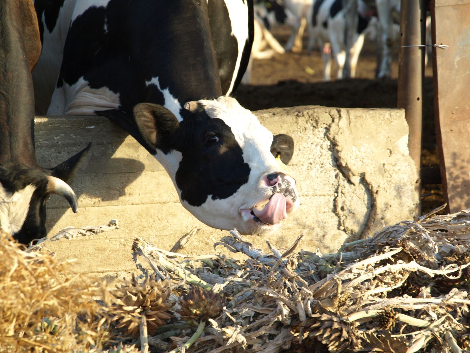 Olympus E-510 (EVOLT E-510) sample photo. Cow, animal, farm photography
