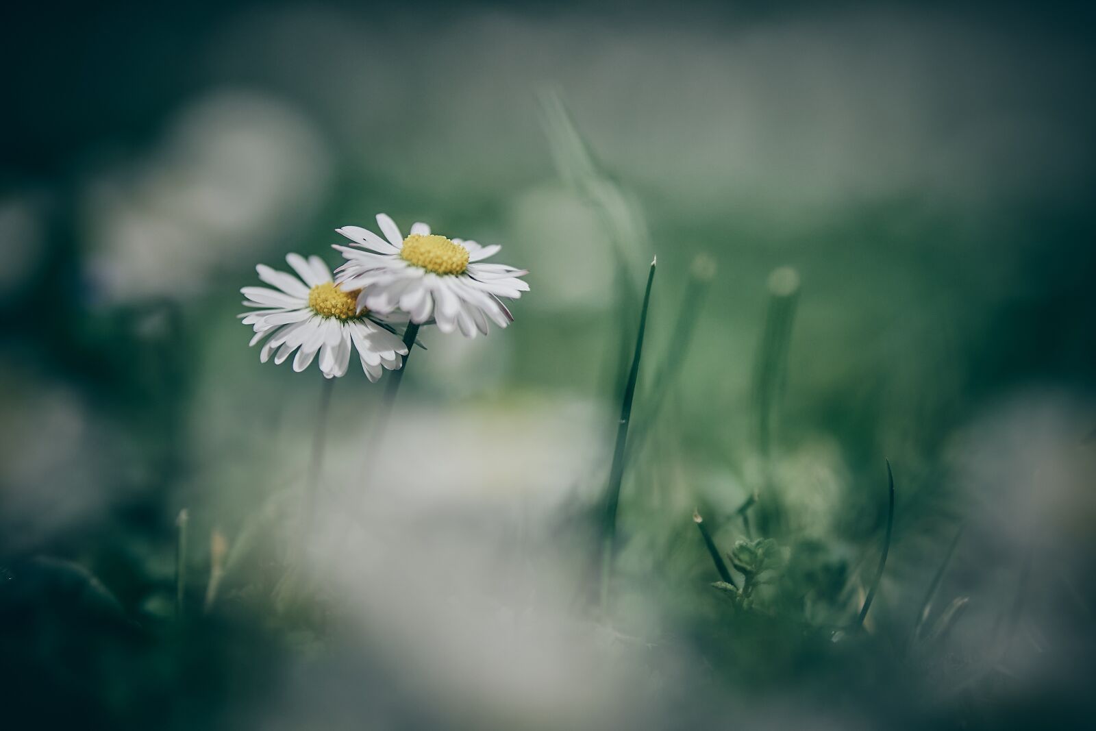 Sigma 56mm F1.4 DC DN | C sample photo. Flower, nature, spring photography