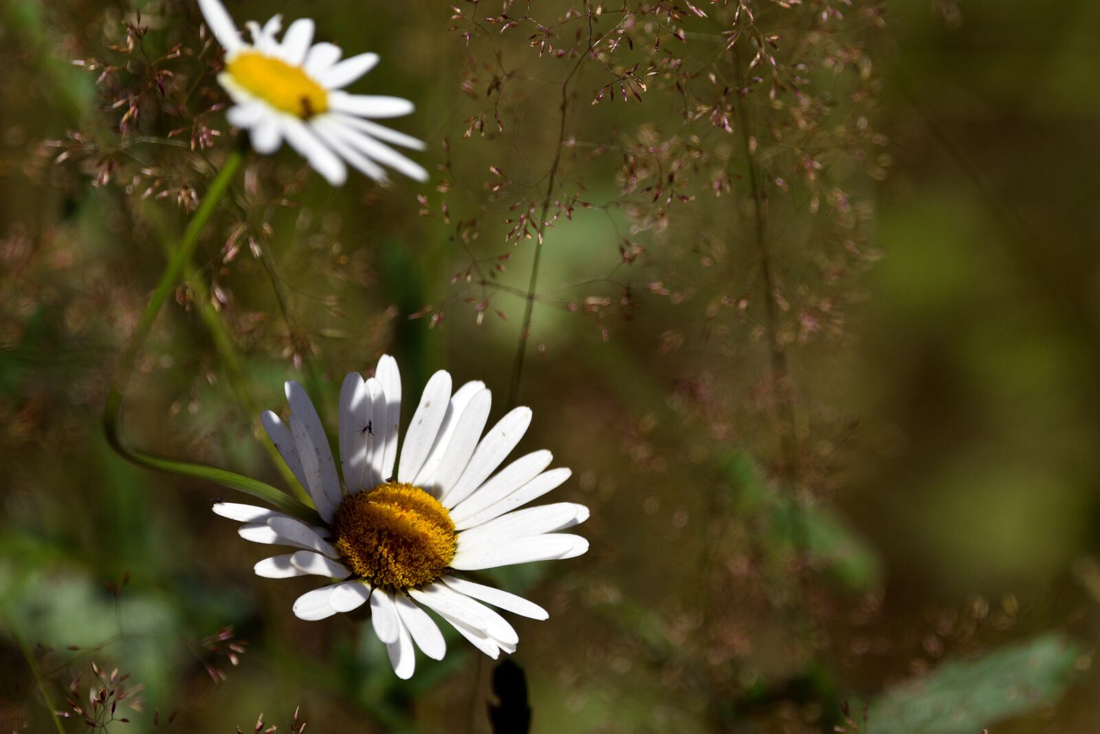 Nikon D3400 sample photo. Chamomile, flower, flowers photography