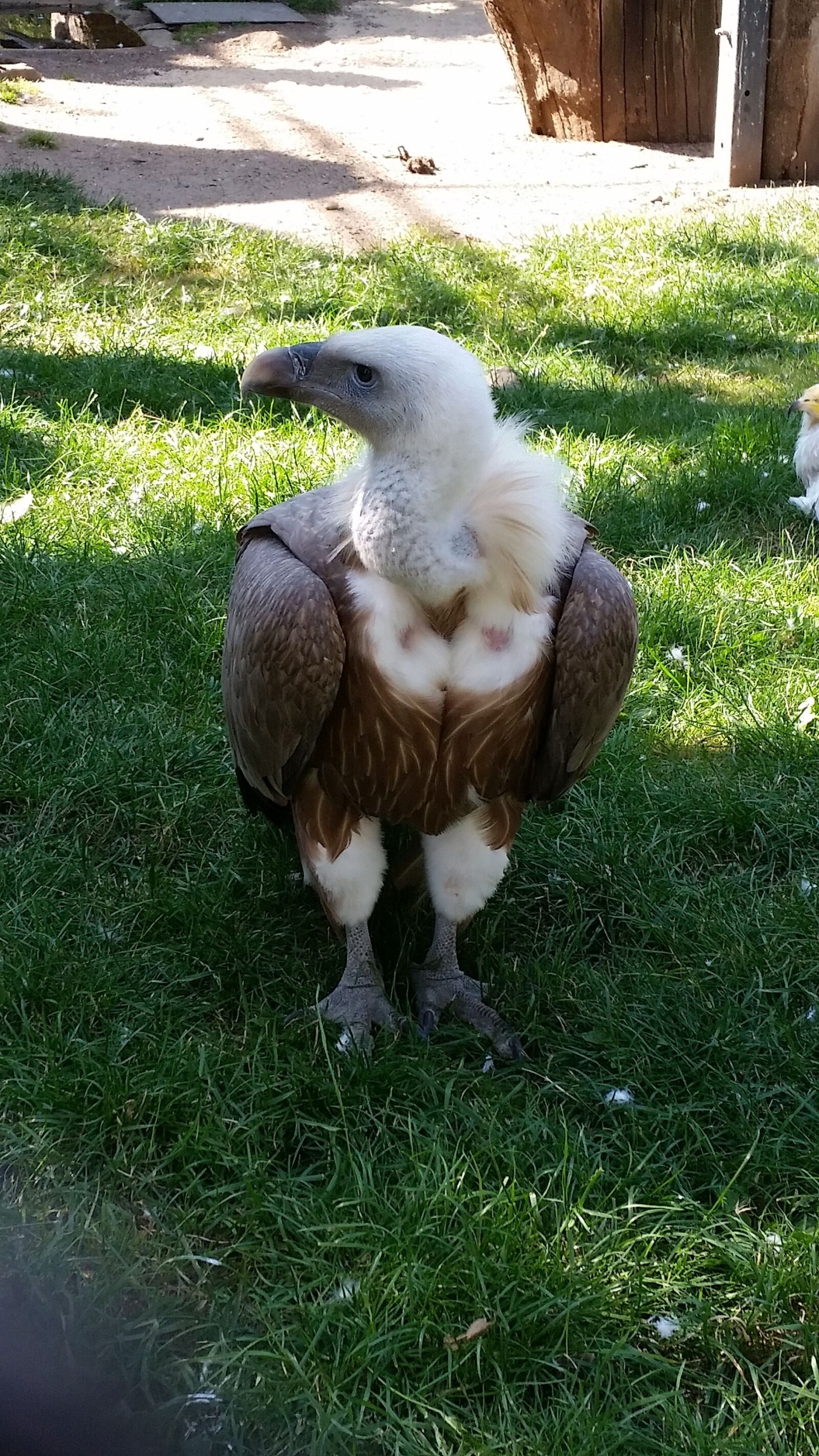 Samsung Galaxy S5 sample photo. Vulture, bird, zoo photography