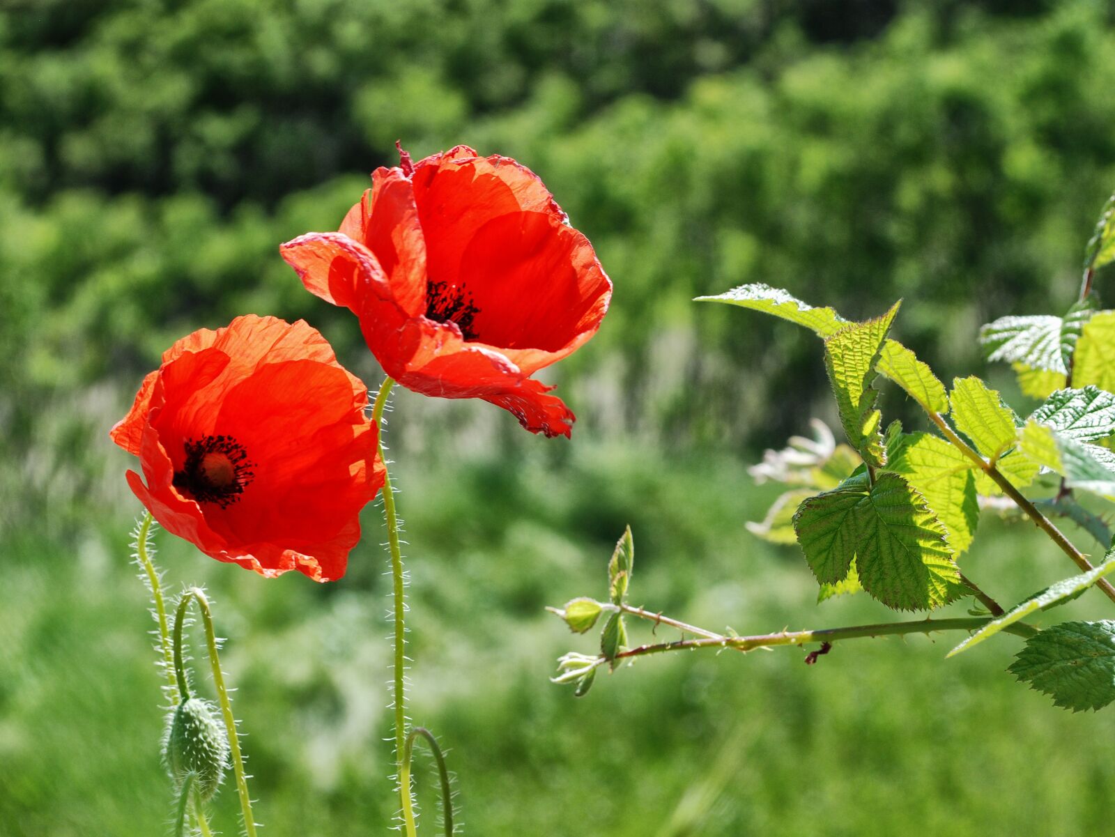 Nikon D80 sample photo. Abstract, flower, background photography