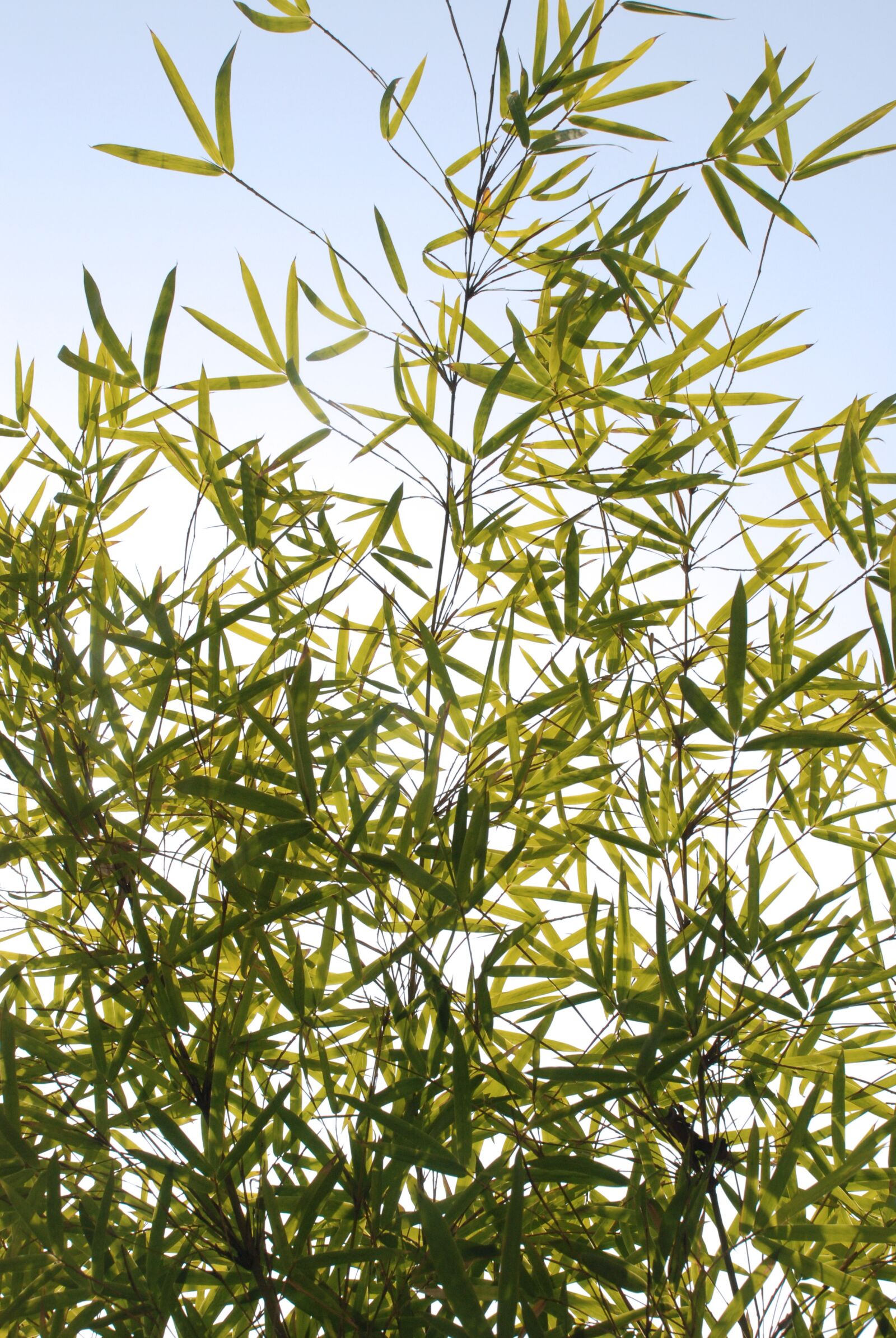 Nikon D80 sample photo. Bamboo, sky, green photography