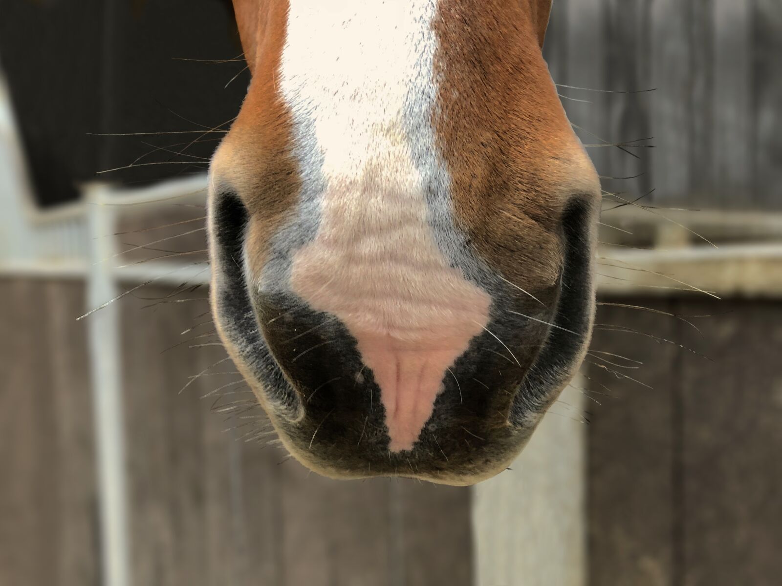 iPhone X back dual camera 4mm f/1.8 sample photo. Horse, nostrils, mark photography