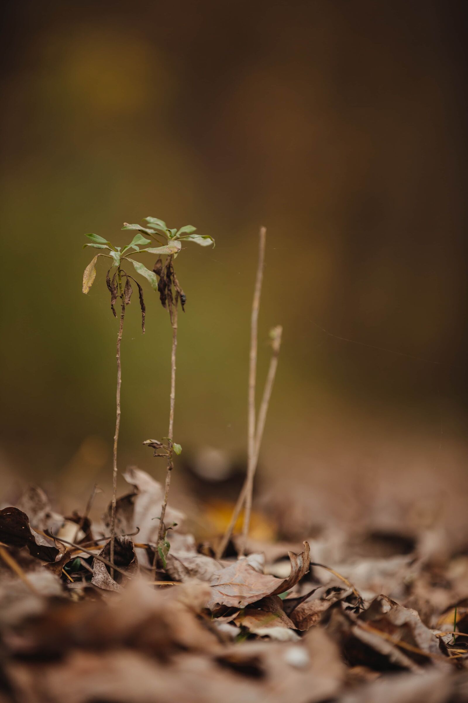 Canon EOS 5D Mark III sample photo. Botany, detail, focus, herb photography