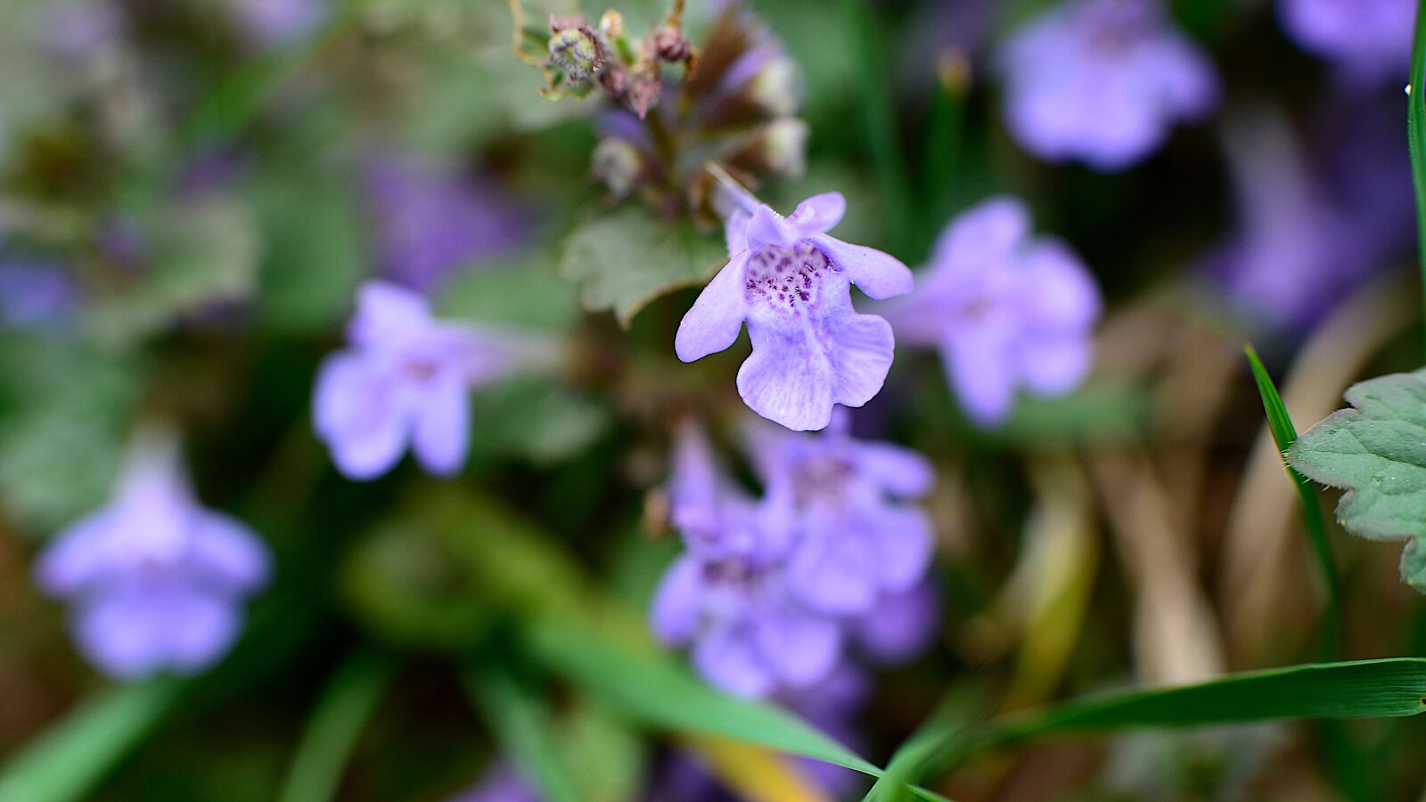 Nikon D7000 sample photo. Flowers, macro, zoom photography