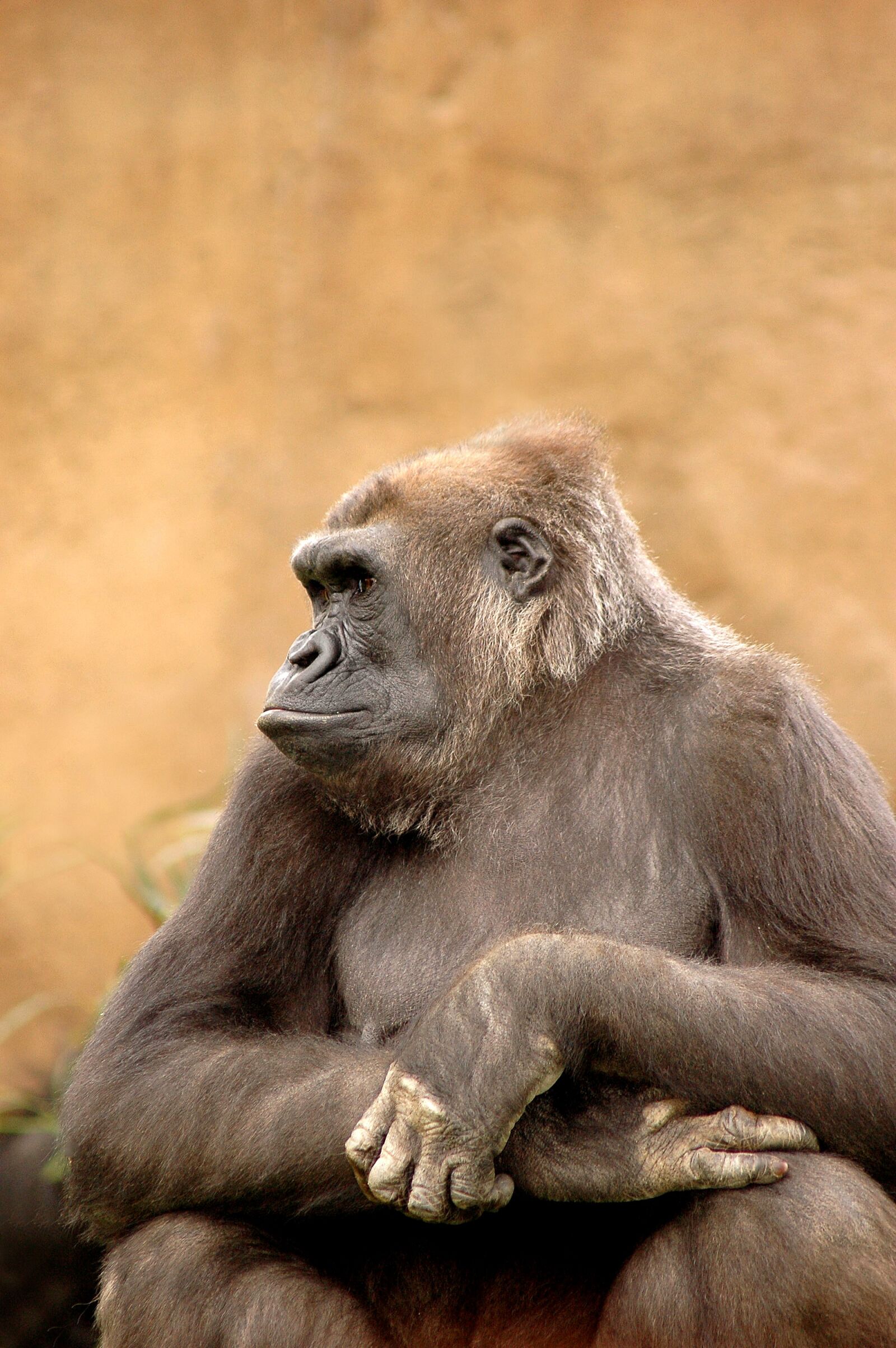 Nikon D70s sample photo. Gorilla, monkey, animal photography