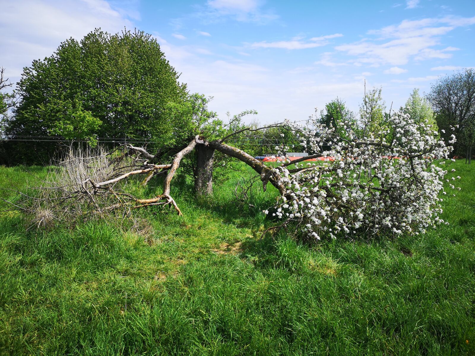 HUAWEI CLT-L29 sample photo. Tree, spring, flash photography