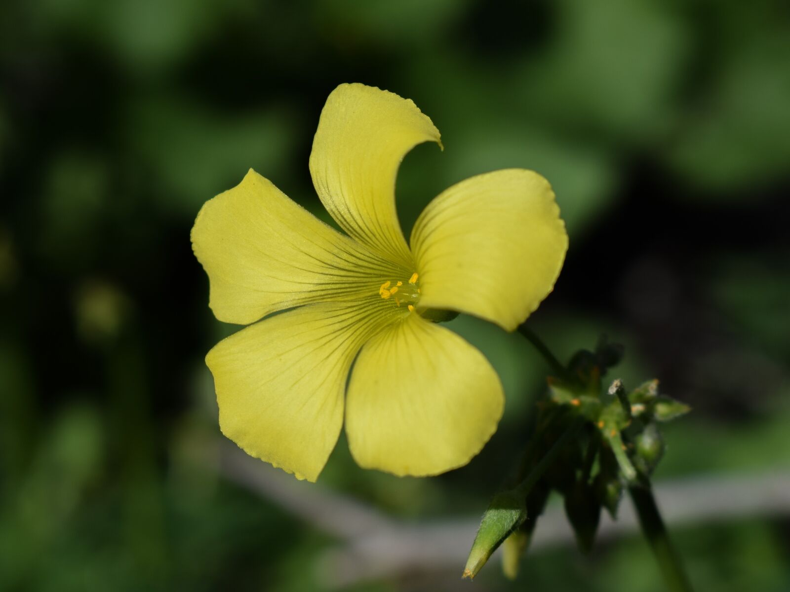 Nikon D3300 sample photo. Wildflower, flower, yellow photography