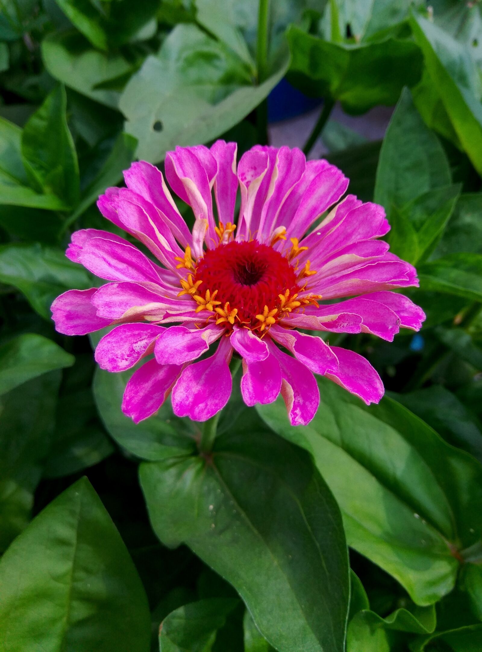 Xiaomi Redmi Note 4 sample photo. Flower, flora, spring photography