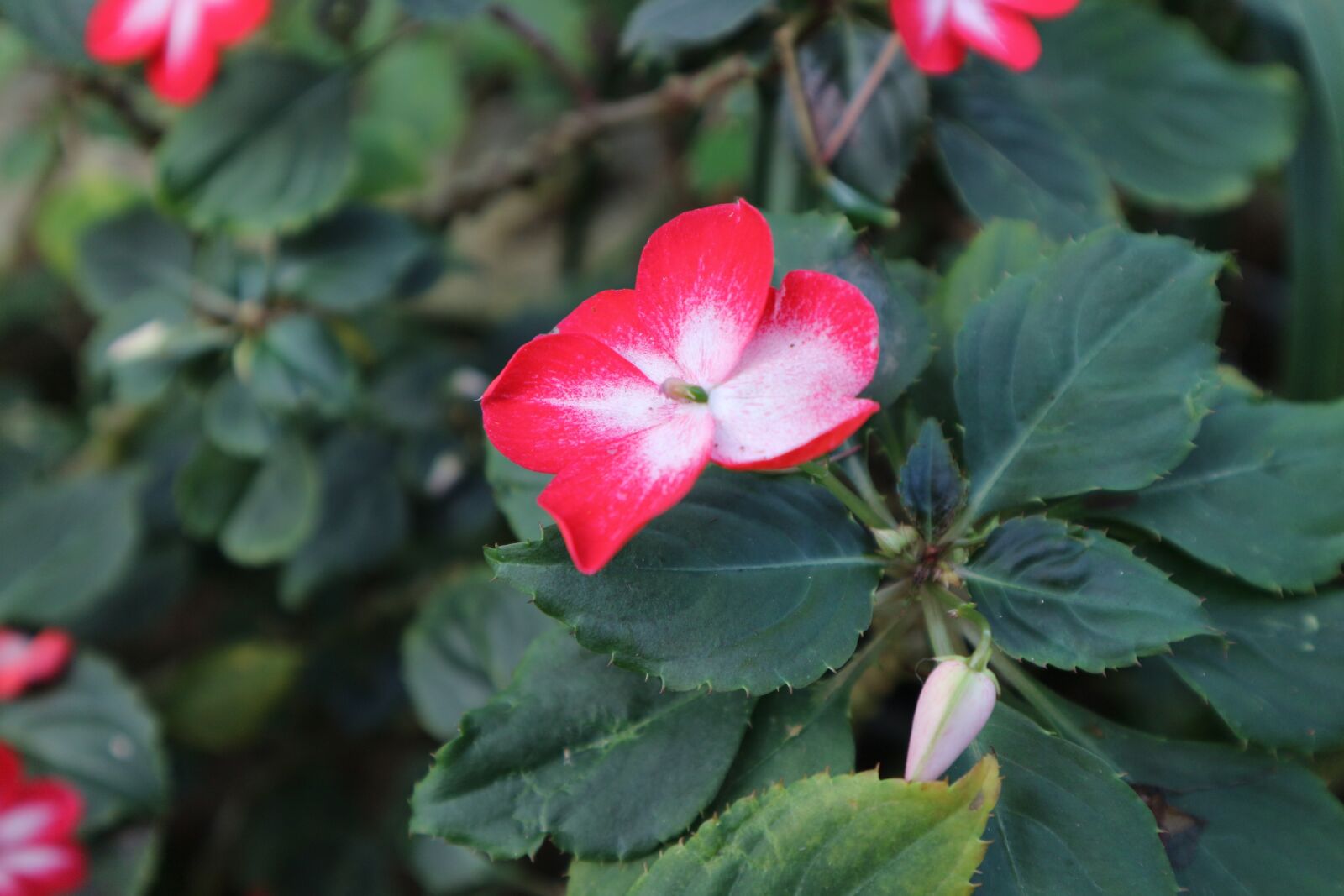 Canon EOS M10 sample photo. Plant, ornamental, kind of photography