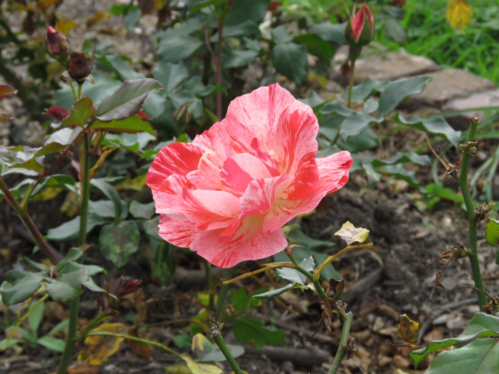 Canon PowerShot SX60 HS sample photo. Flower, plant, garden photography