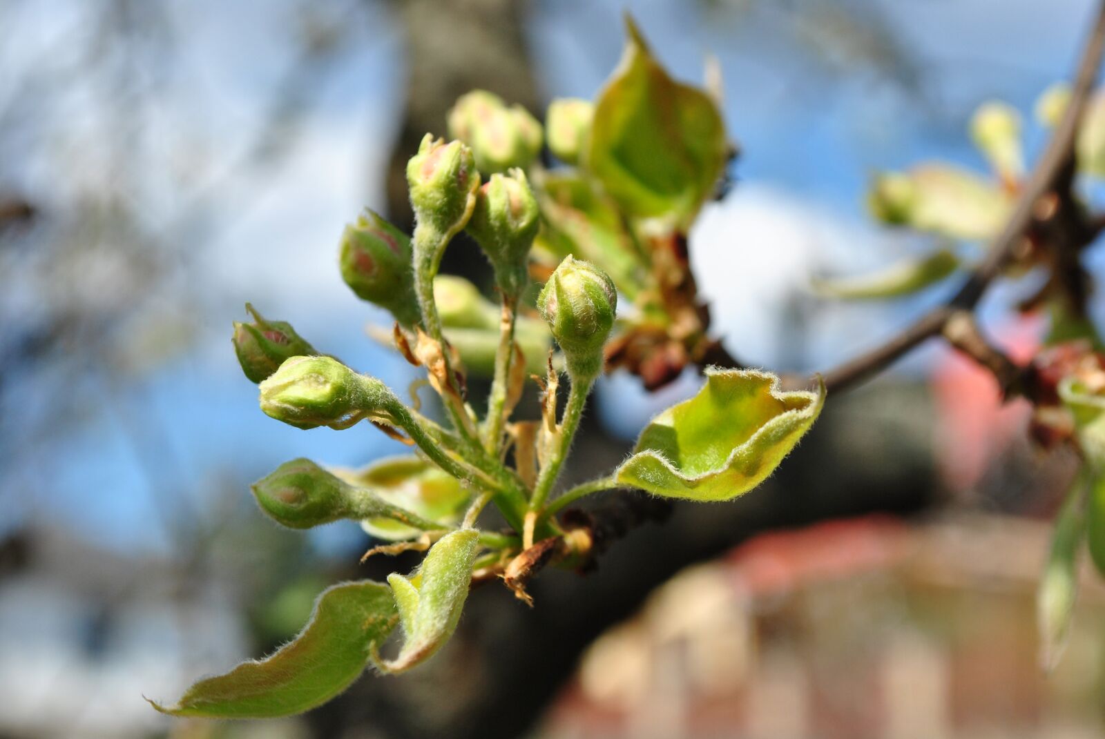 Nikon D3000 sample photo. Bud, spring, pear photography