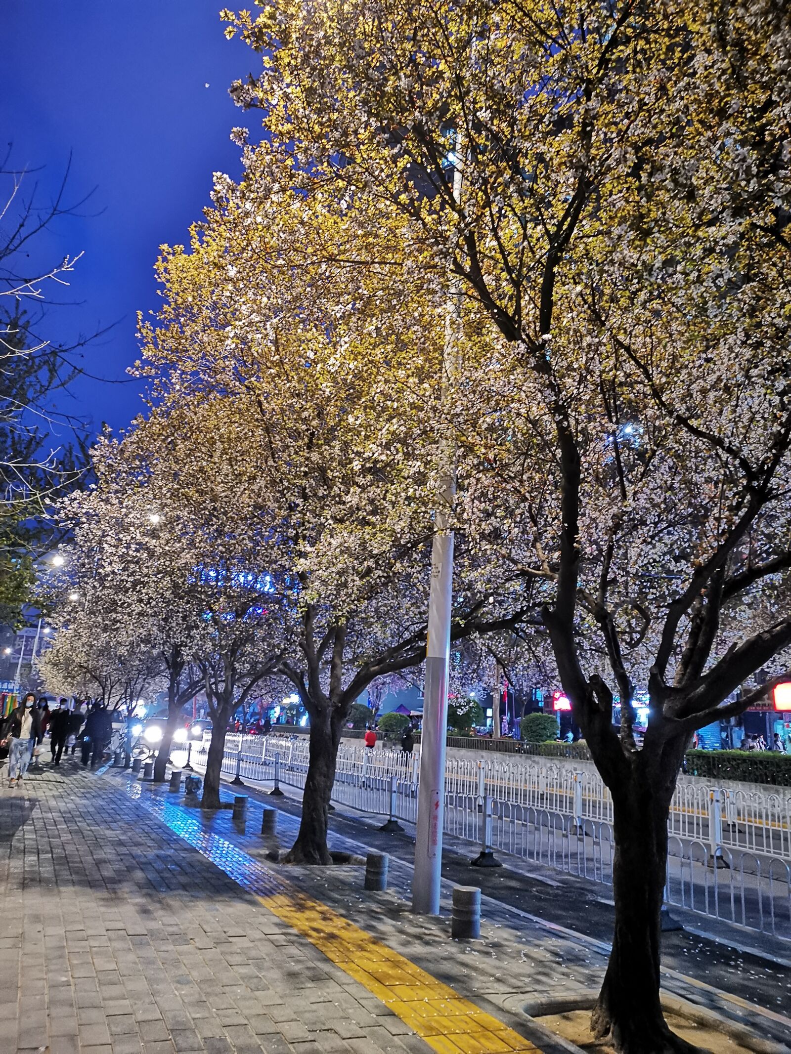 HUAWEI Mate 20 Pro sample photo. Cherry blossom, flower, road photography