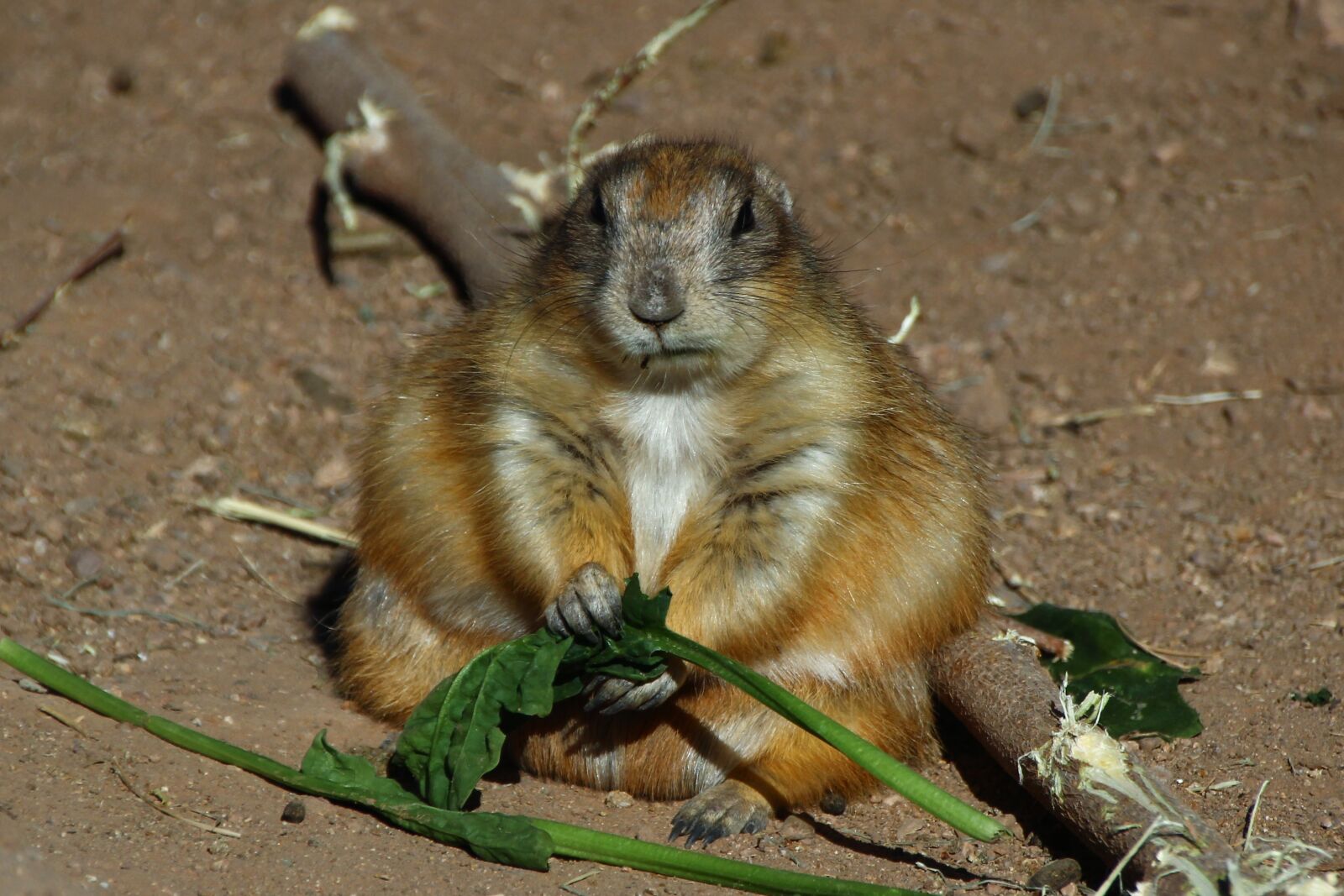 Canon EOS 600D (Rebel EOS T3i / EOS Kiss X5) sample photo. Prairie dog, ground squirrel photography