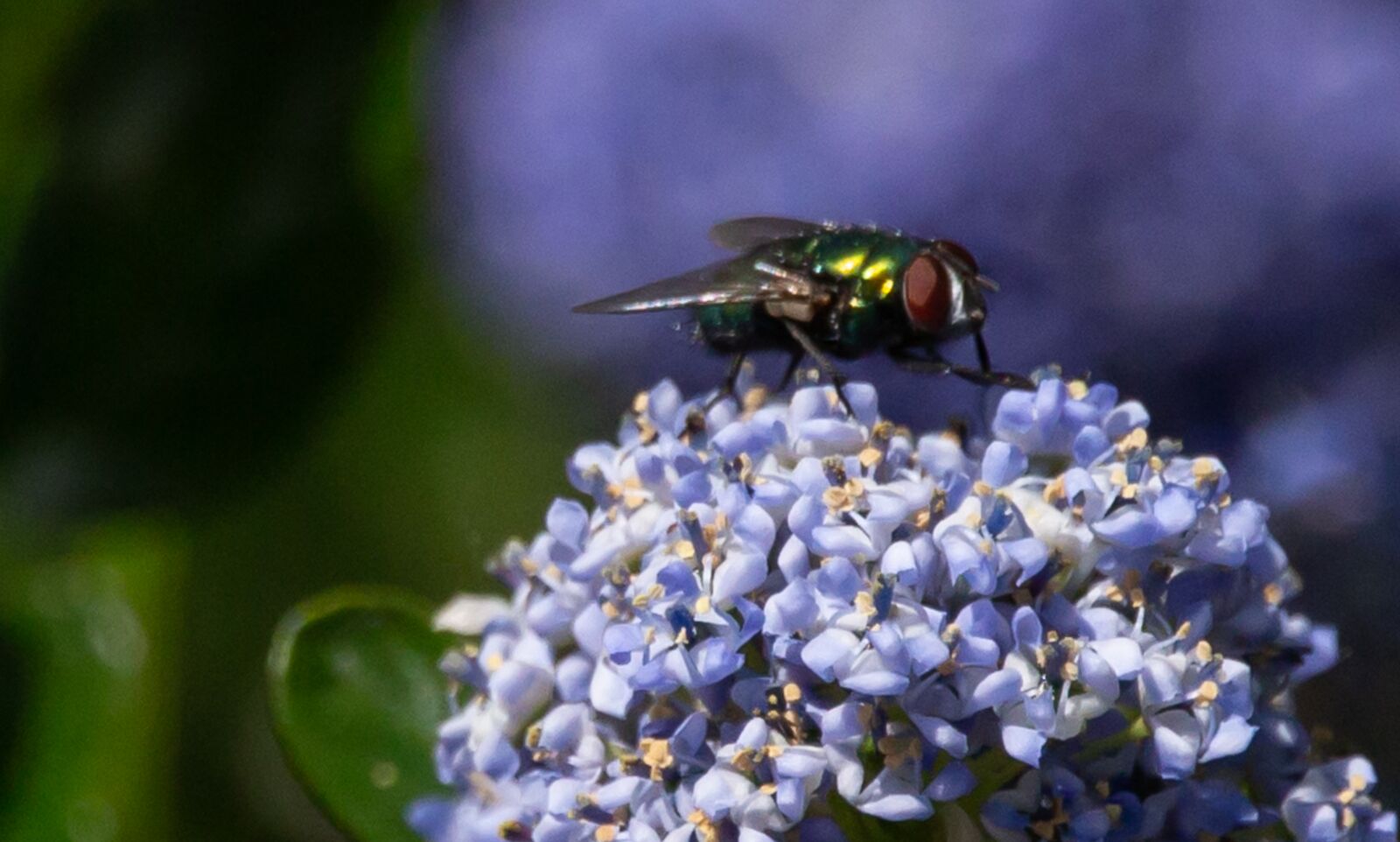 Canon EOS 5D Mark III + 150-600mm F5-6.3 DG OS HSM | Contemporary 015 sample photo. Fly on flower, dandelion photography