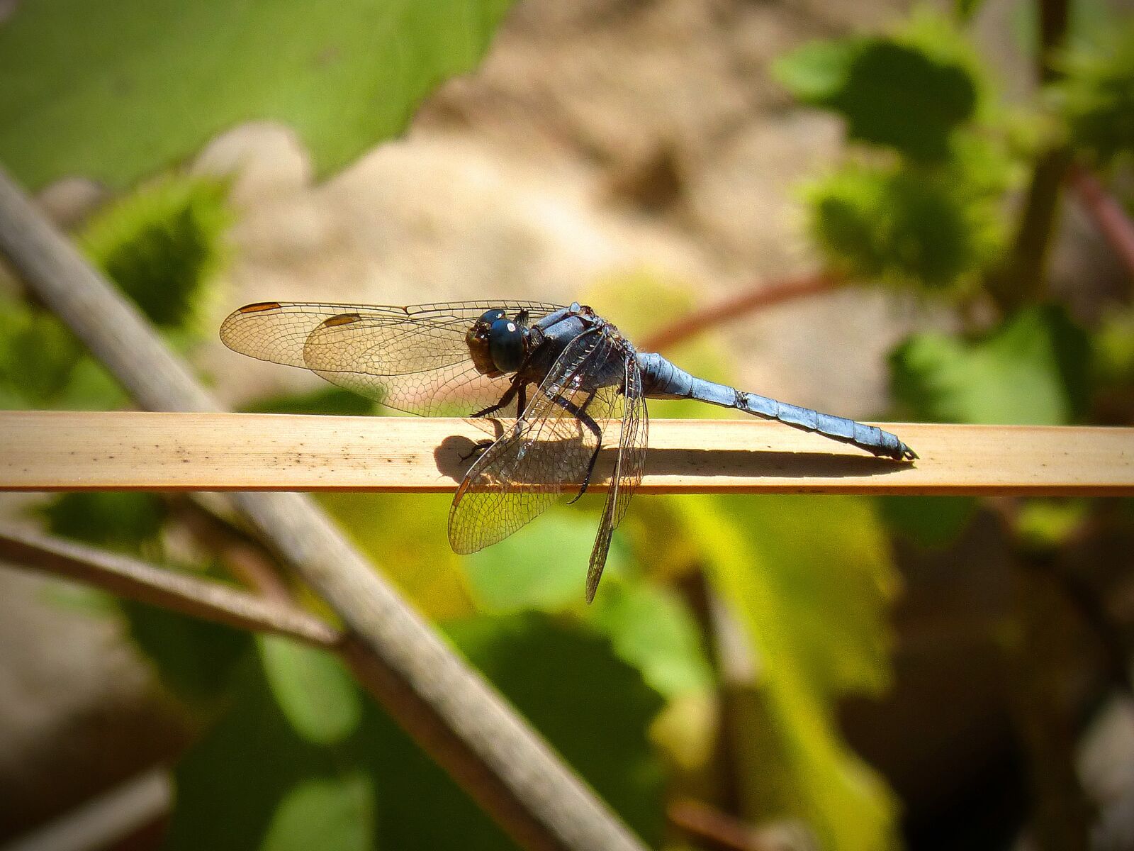 Panasonic DMC-FZ62 sample photo. Dragonfly, beauty, wings branch photography