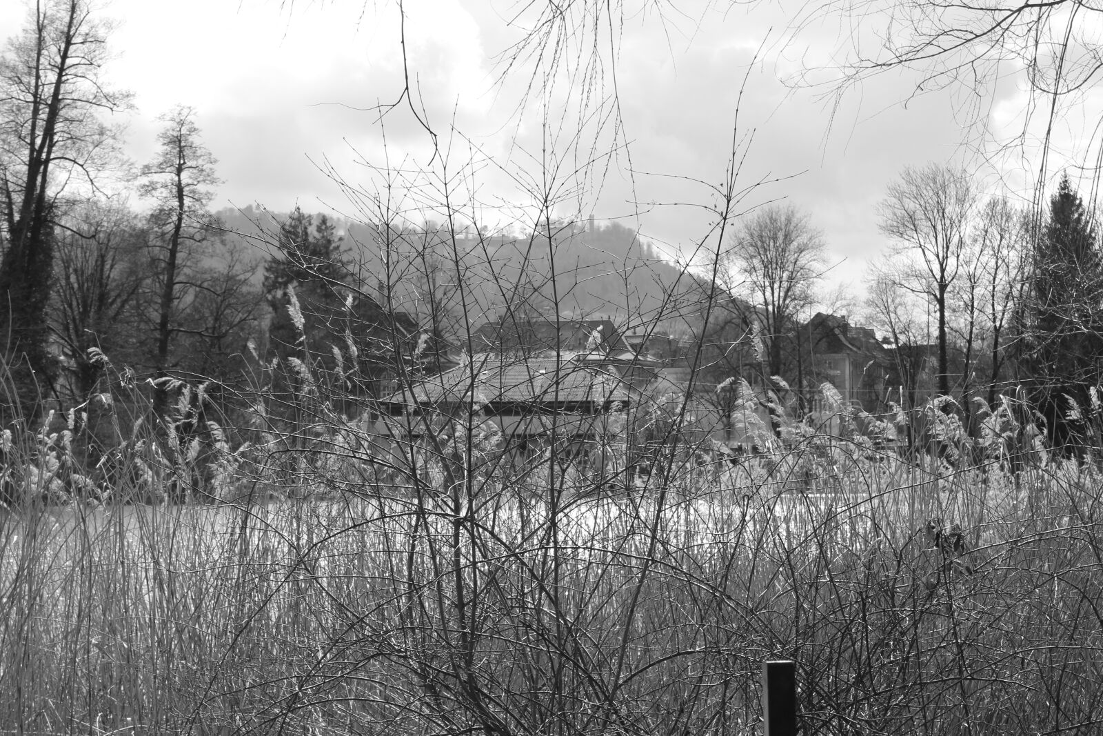 Canon EOS 1300D (EOS Rebel T6 / EOS Kiss X80) sample photo. Black and white, nature photography
