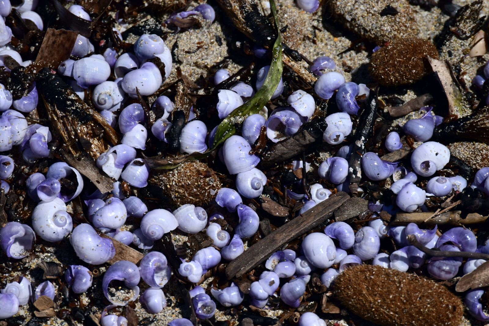Nikon D3300 sample photo. Mussels, snails, snail shells photography