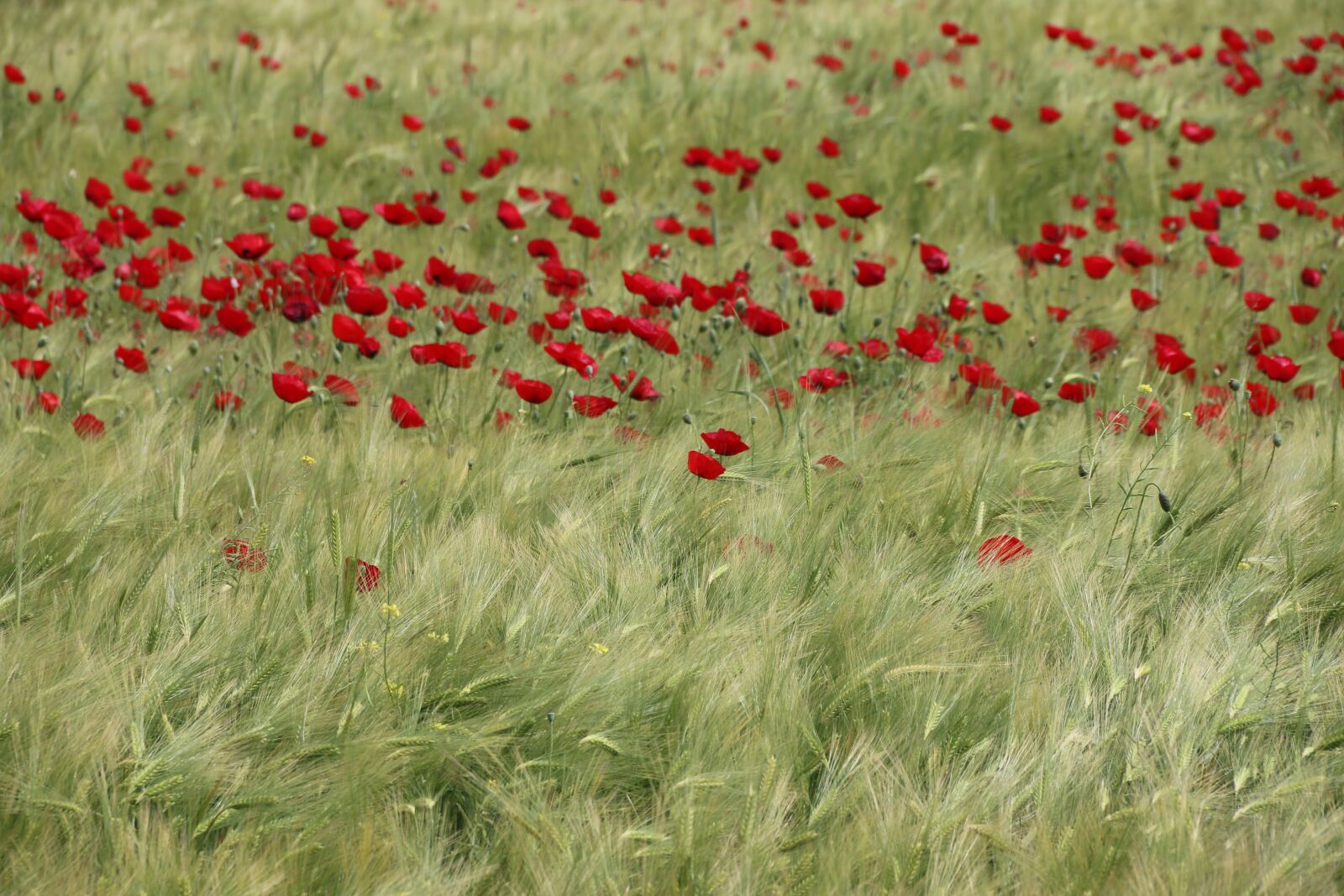Canon EF-S 18-135mm F3.5-5.6 IS sample photo. Papaver rhoeas, flower, plant photography