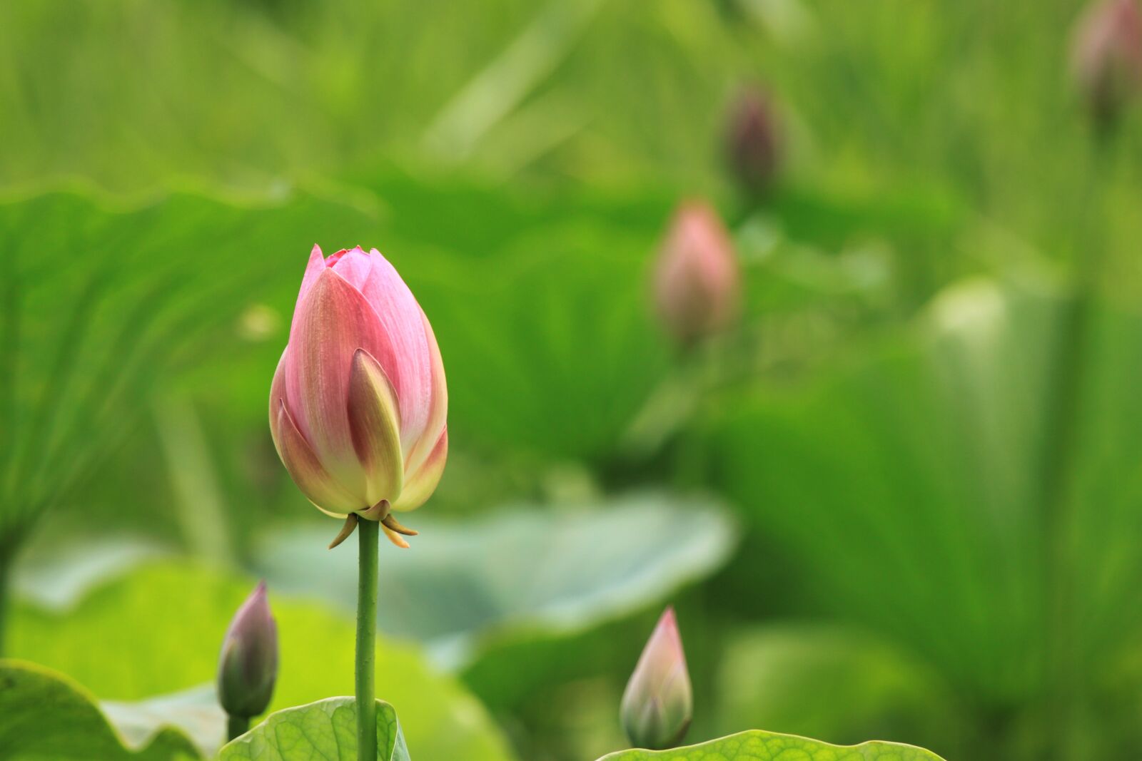Canon EOS 500D (EOS Rebel T1i / EOS Kiss X3) sample photo. Lotus, kite, nature photography