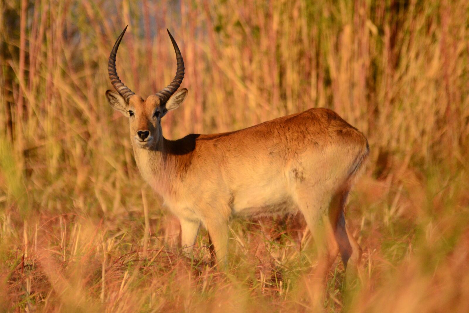 Nikon D7000 sample photo. Antelope, mammal, botswana photography