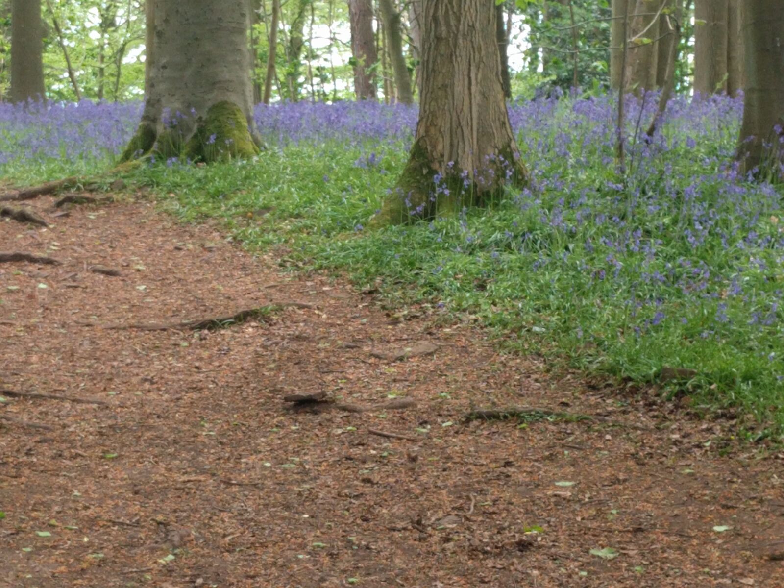 LG Nexus 5X sample photo. Bluebells, woodland photography