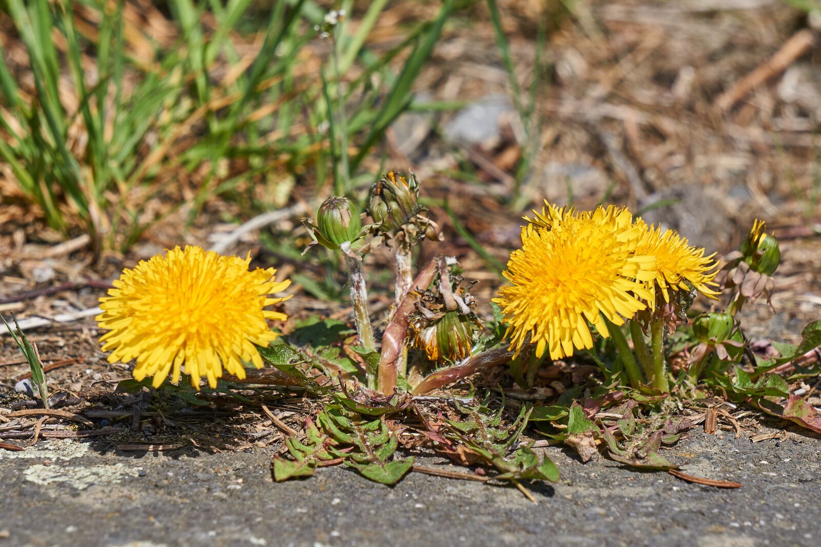 Sony E 55-210mm F4.5-6.3 OSS sample photo. Dandelion, bloom, blossom photography