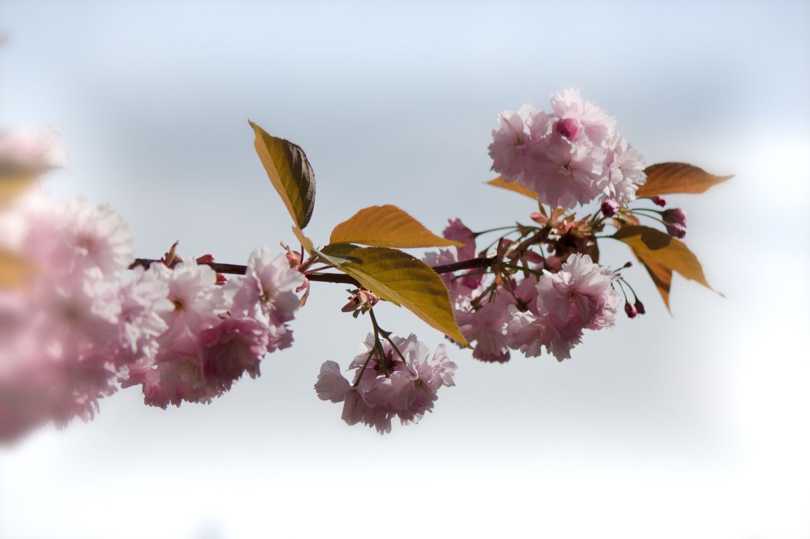 Canon EF-S 55-250mm F4-5.6 IS II sample photo. Japanese flowering cherry, prunus photography