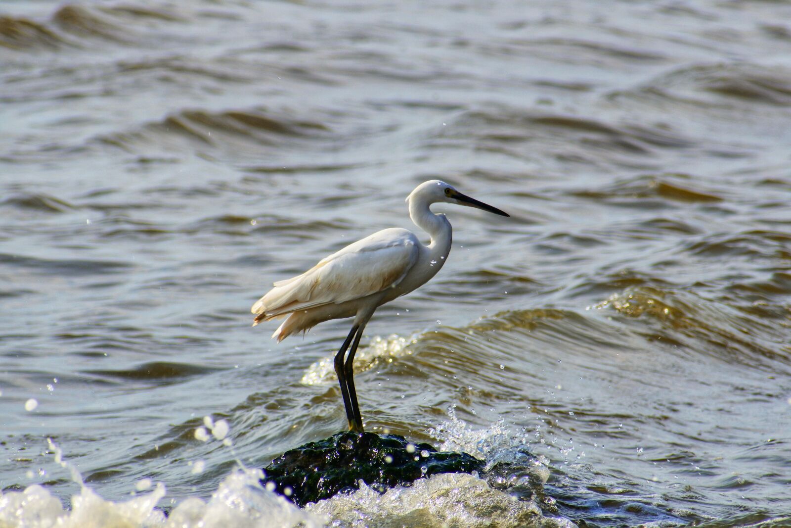 VR 70-300mm f/4.5-6.3G sample photo. Animal, sea, river photography