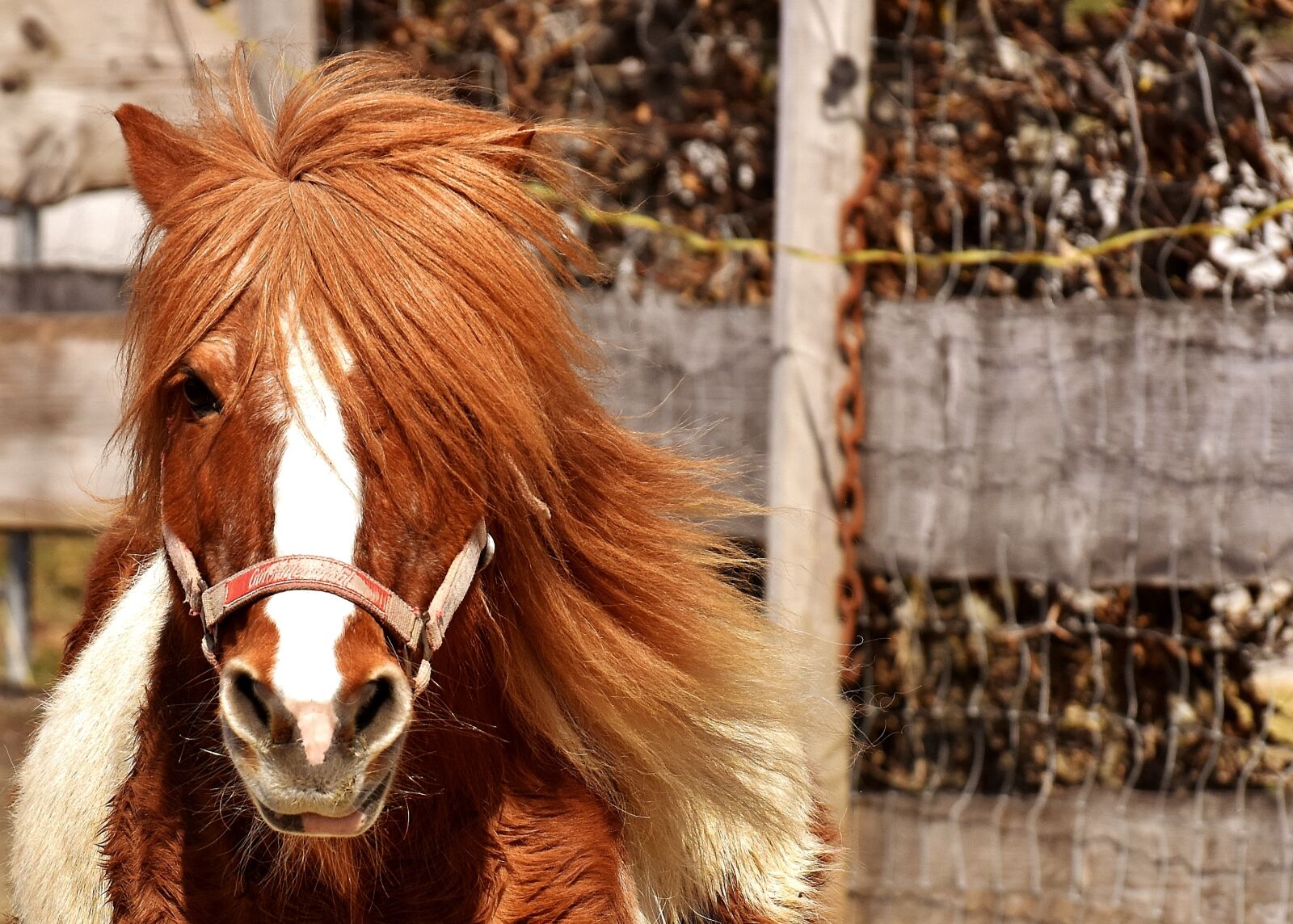 Nikon D7200 sample photo. Pony, horse, cute photography