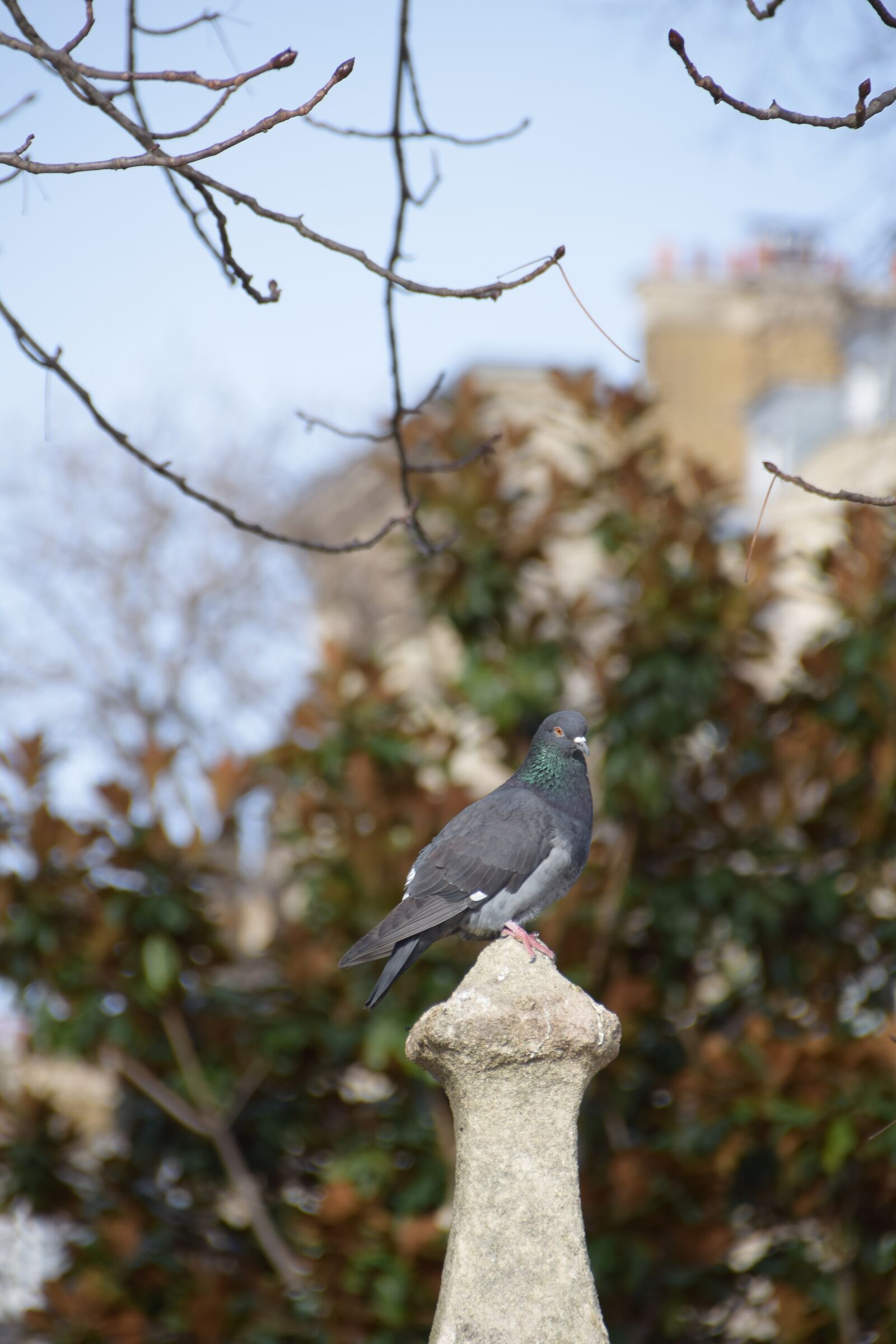 Nikon D5300 sample photo. Paris, dove, nature photography